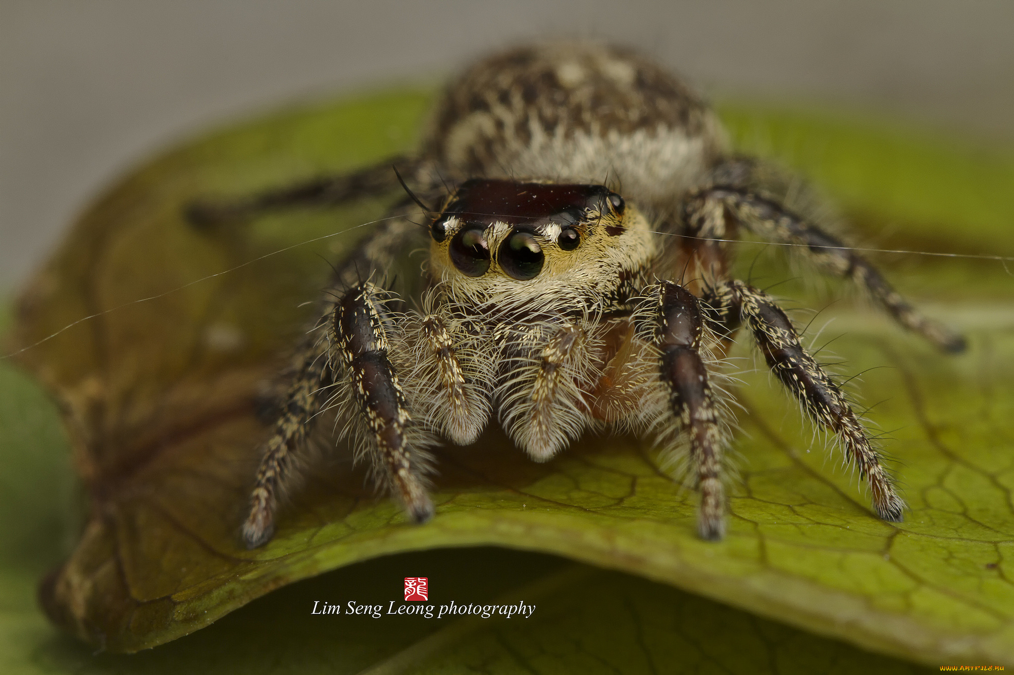 животные, пауки, джампер, паук, макро, паутинка