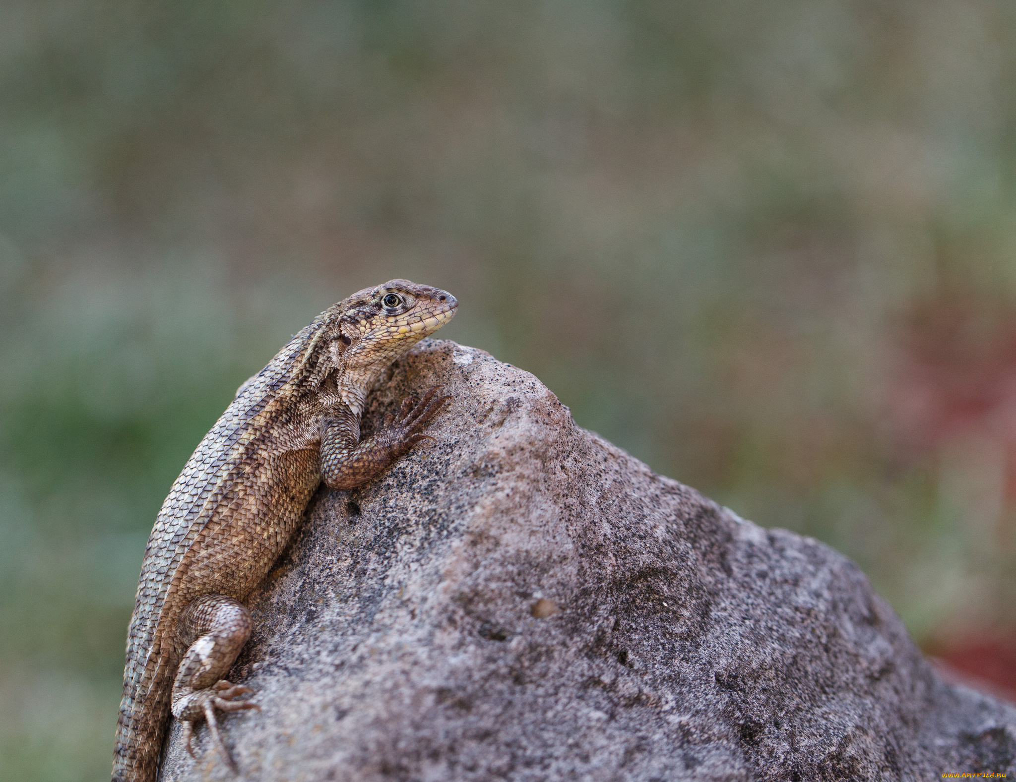 животные, Ящерицы, , игуаны, , вараны, камень, ящерица, фон