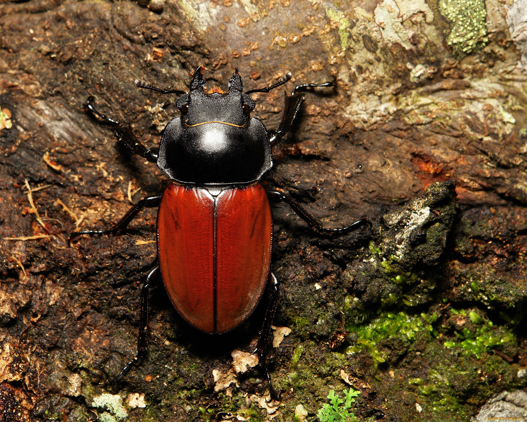 животные, насекомые, земля, макро, itchydogimages, жук