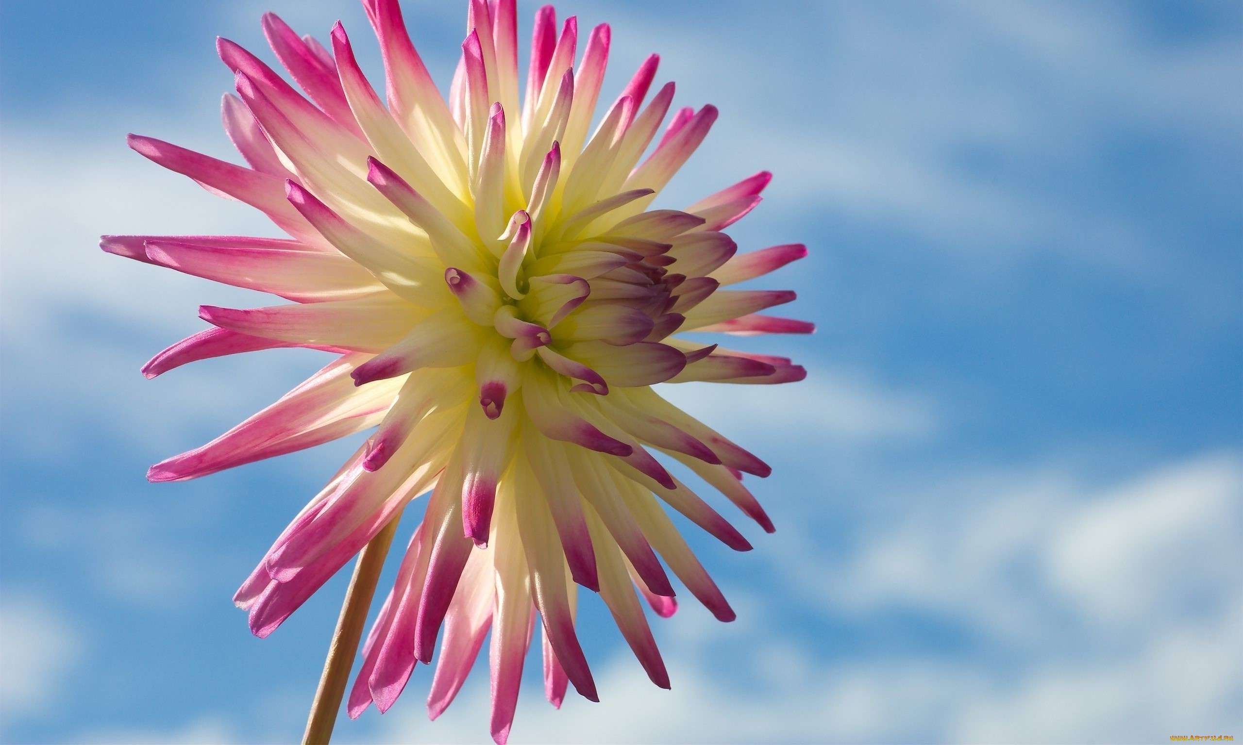 цветы, георгины, лепестки