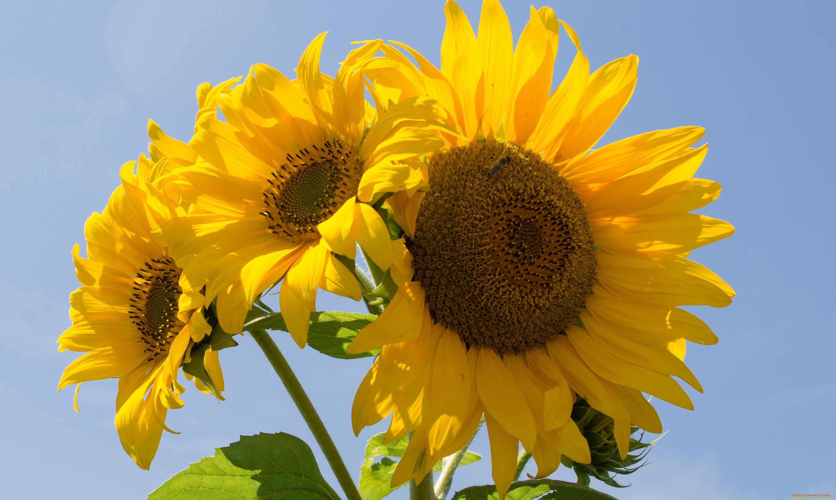 цветы, подсолнухи, лепестки, небо