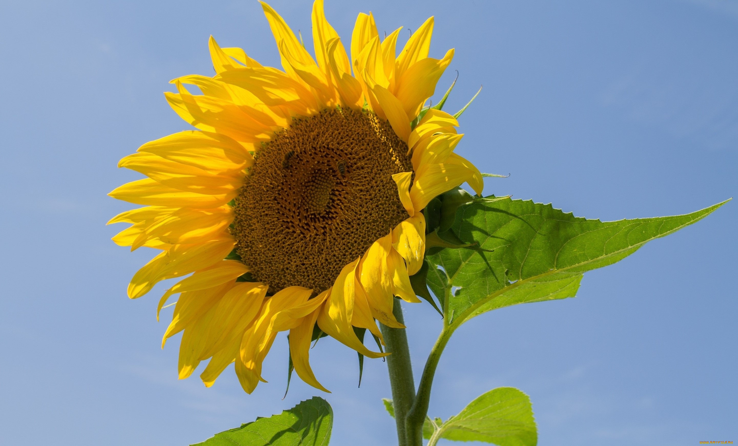 цветы, подсолнухи, небо, лепестки