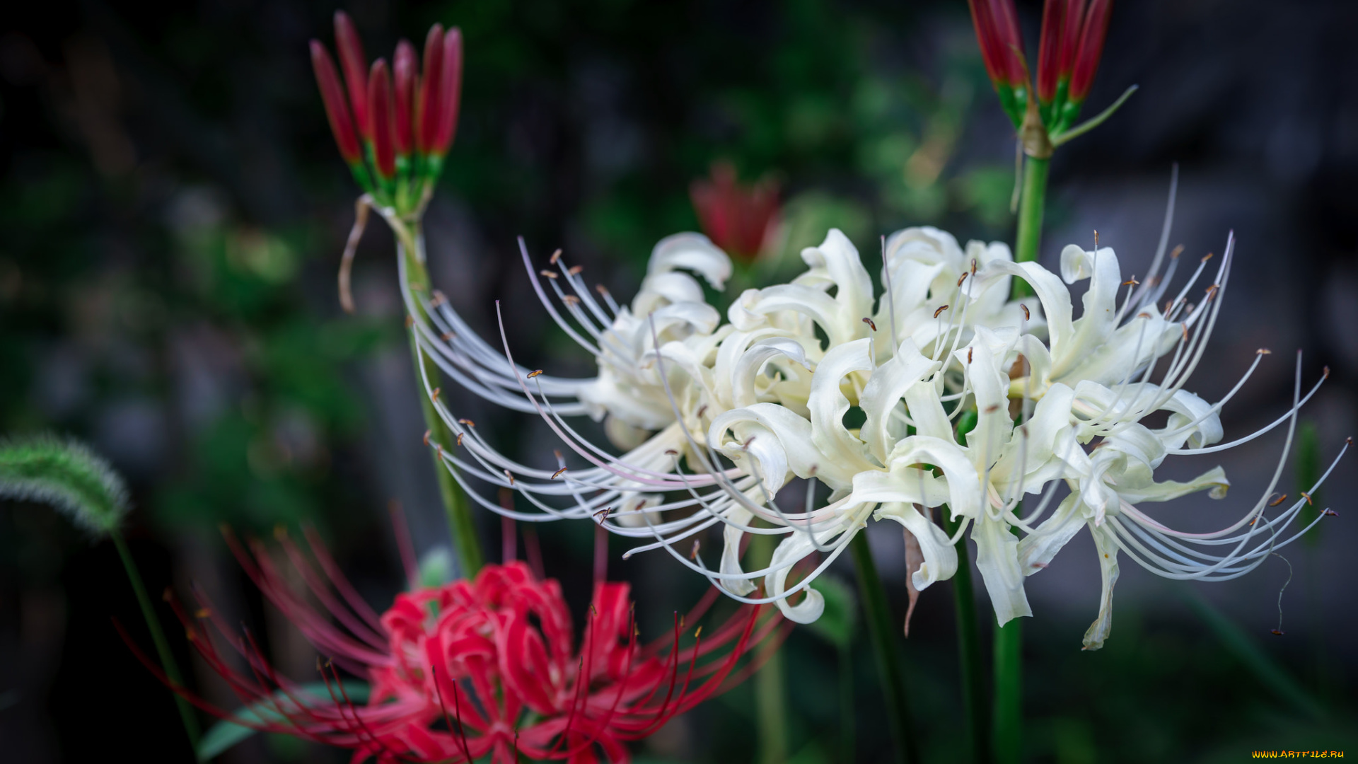 цветы, лилии, , лилейники, бутоны, лепестки, макро