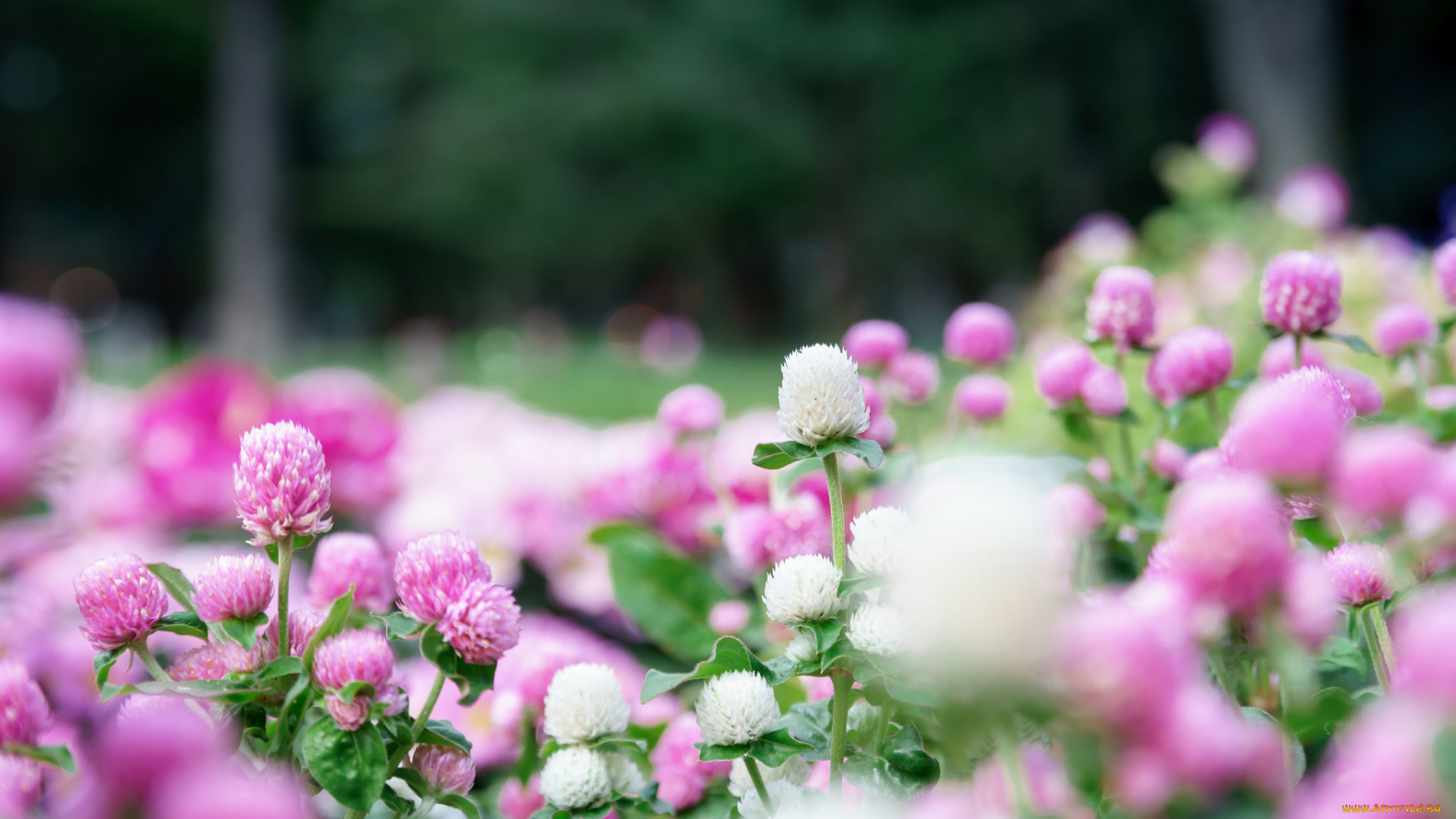 цветы, луговые, , полевые, , цветы, клевер