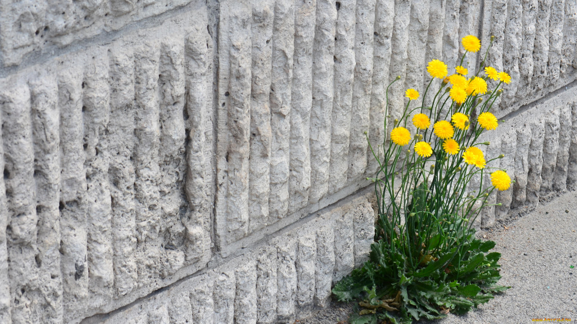 цветы, луговые, , полевые, , цветы, жёлтые, куст, стена