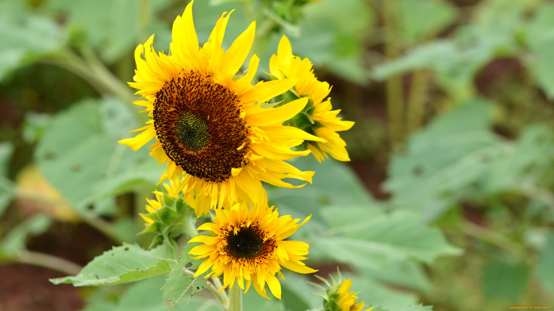 цветы, подсолнухи, подсолнух