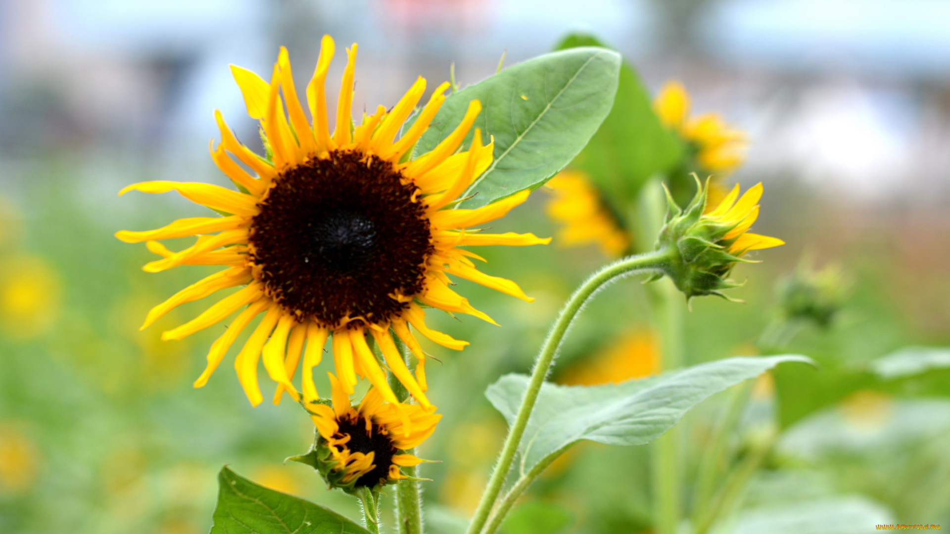 цветы, подсолнухи, подсолнух