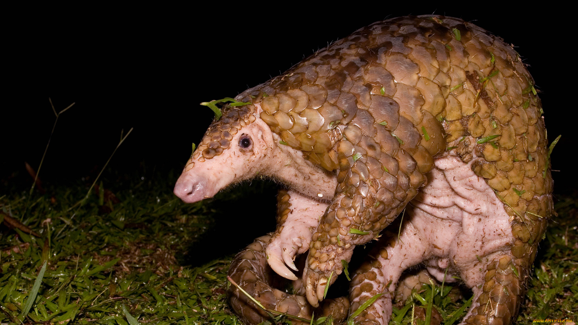 панголин, животные, , , , , , , , , млекопитающее, плацентарные, ящер