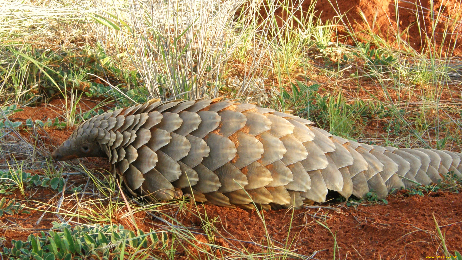 панголин, животные, броненосцы, , панголины, млекопитающее, ящер, плацентарные