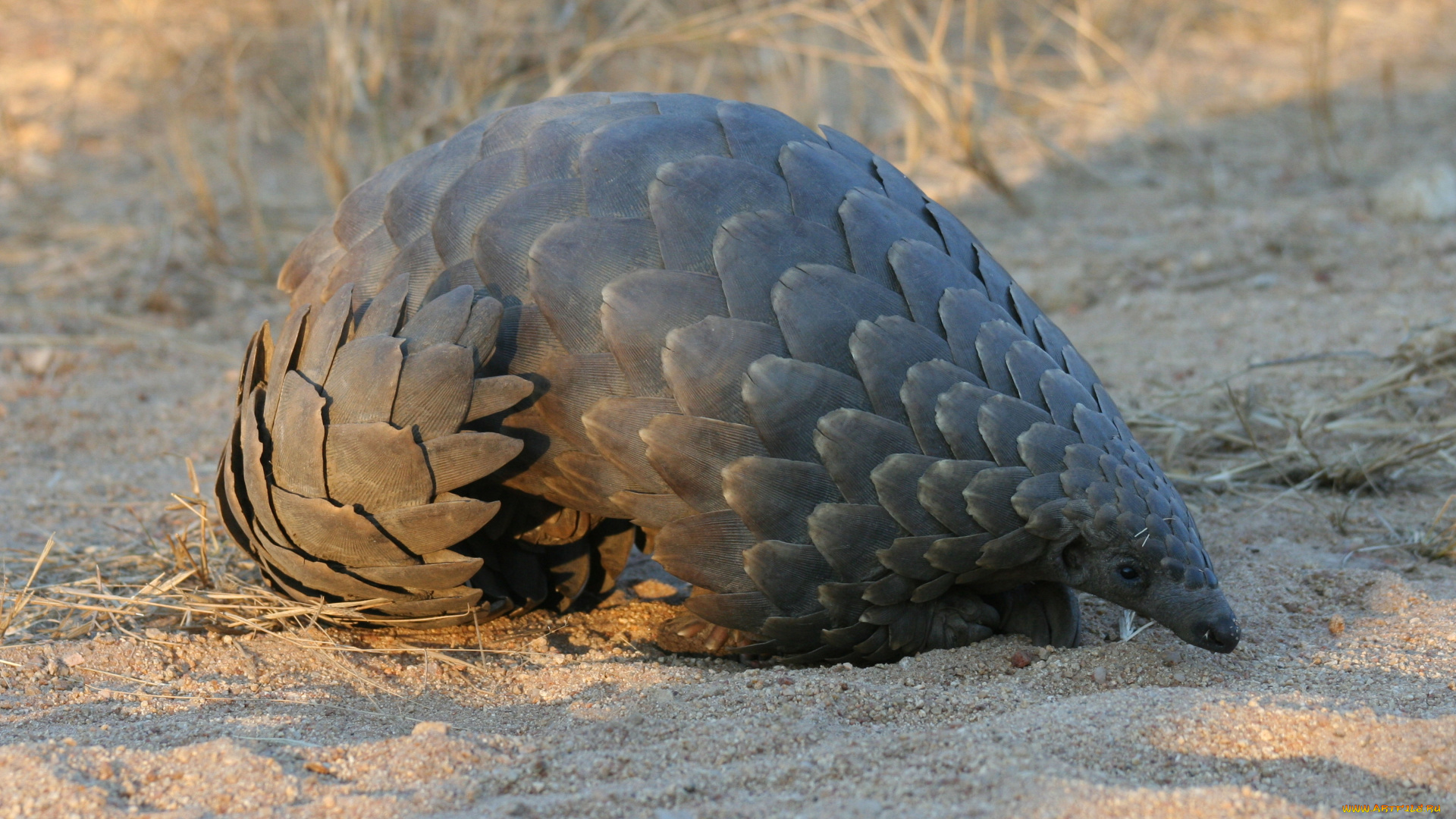 панголин, животные, Ящерицы, , игуаны, , вараны, млекопитающее, плацентарные, ящер