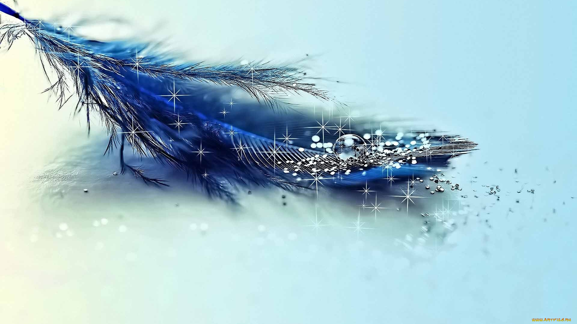 разное, перья, капля, перо, тень, блестит, вода