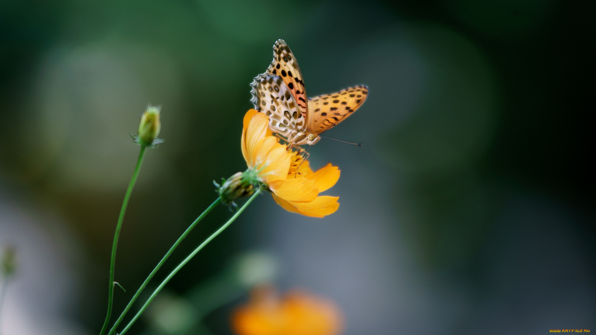 животные, бабочки, , мотыльки, , моли, фон, цветы, бабочка