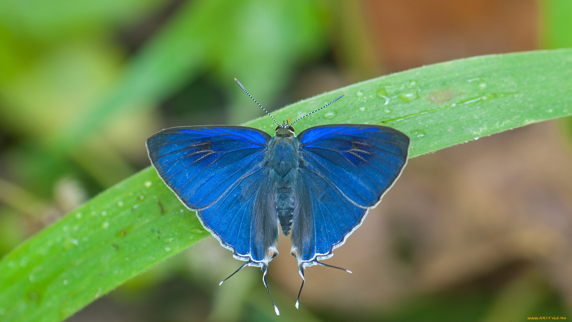 животные, бабочки, , мотыльки, , моли, усики, крылья, бабочка, макро, фон