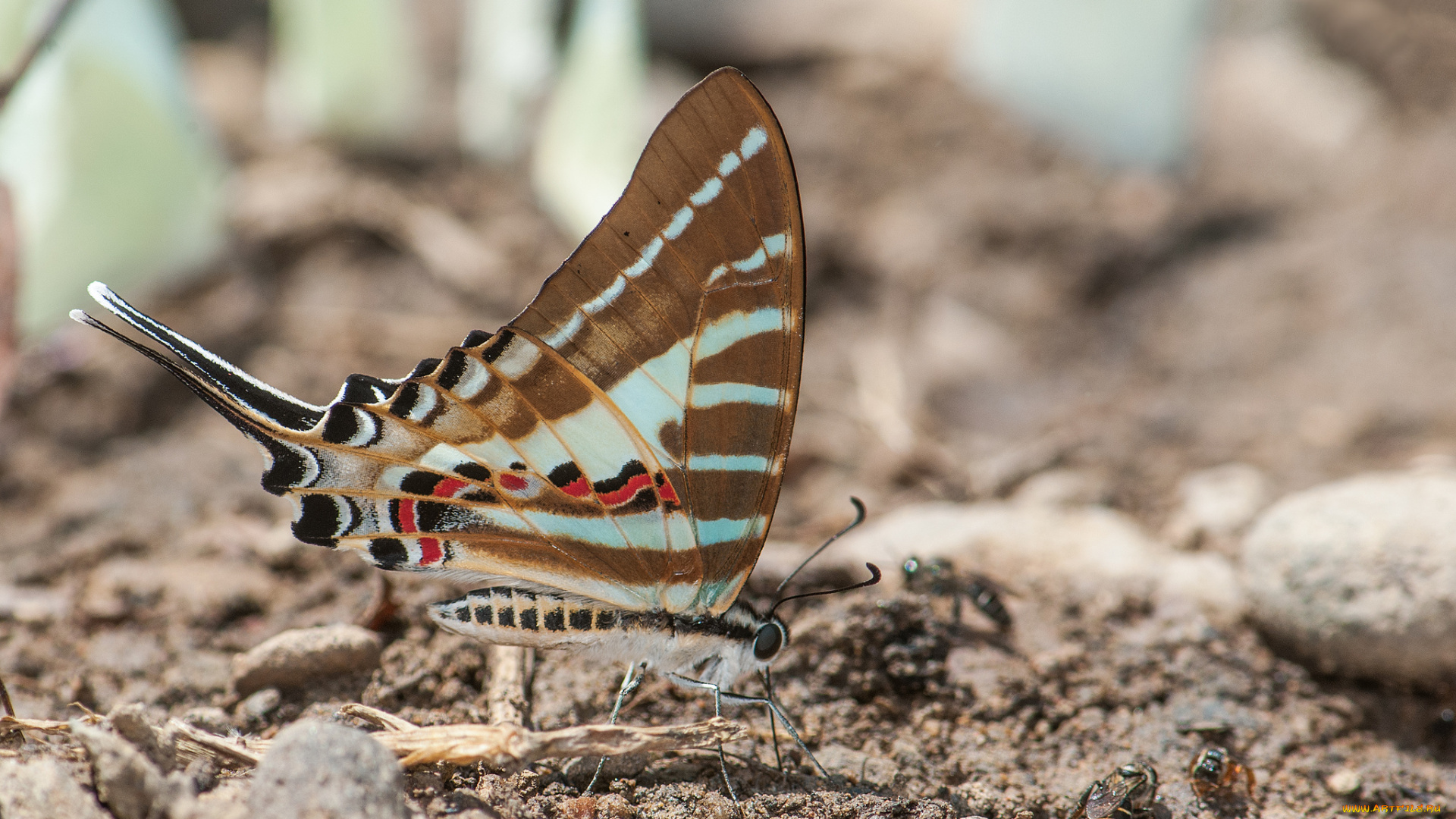животные, бабочки, , мотыльки, , моли, усики, крылья, бабочка, фон, макро