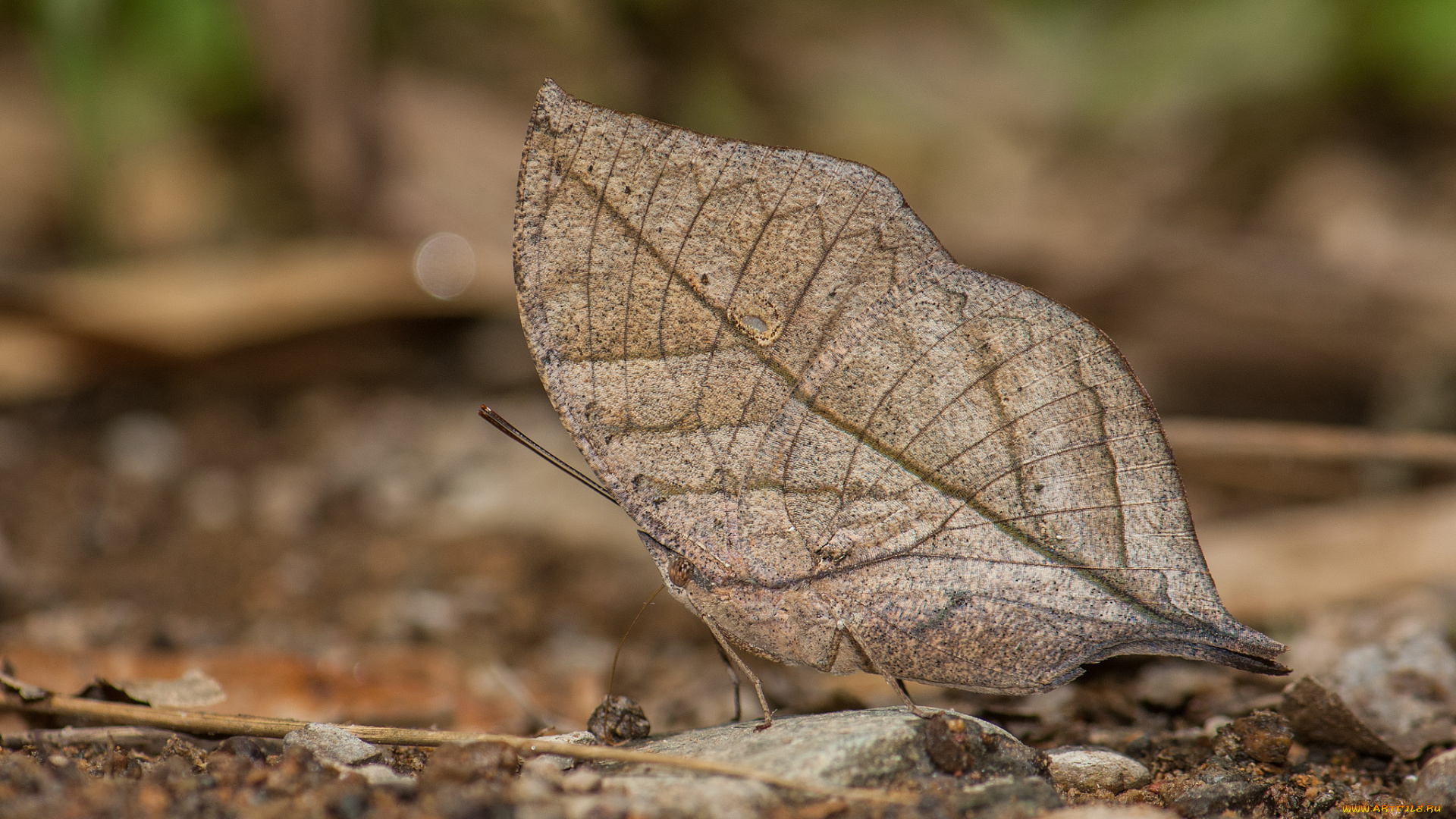 животные, бабочки, , мотыльки, , моли, усики, крылья, бабочка, макро, фон