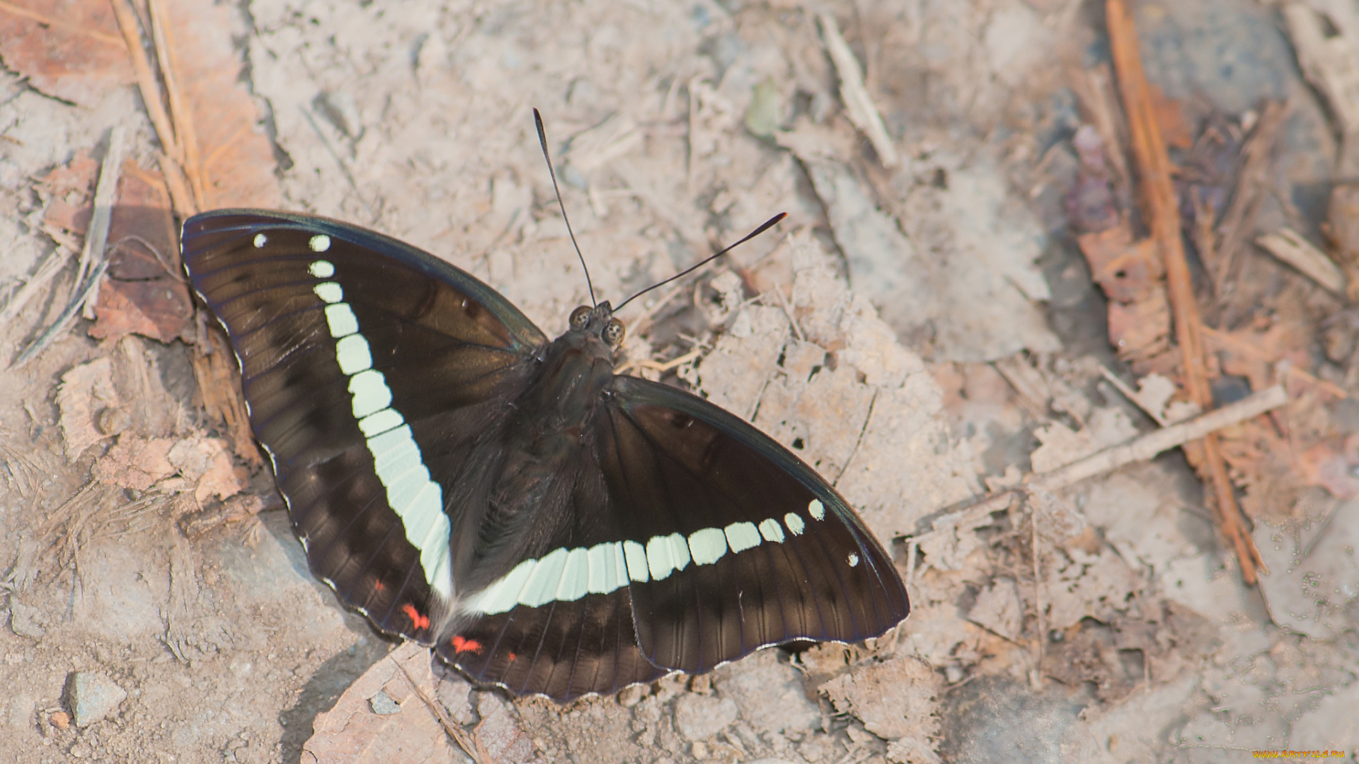 животные, бабочки, , мотыльки, , моли, усики, крылья, бабочка, макро, фон