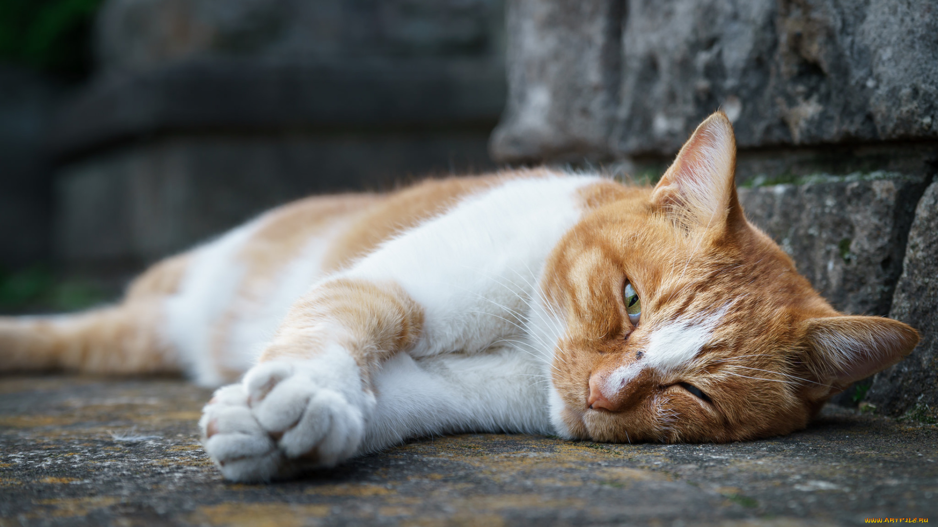 животные, коты, киса, коте, кот, кошка, взгляд, ушки, фон