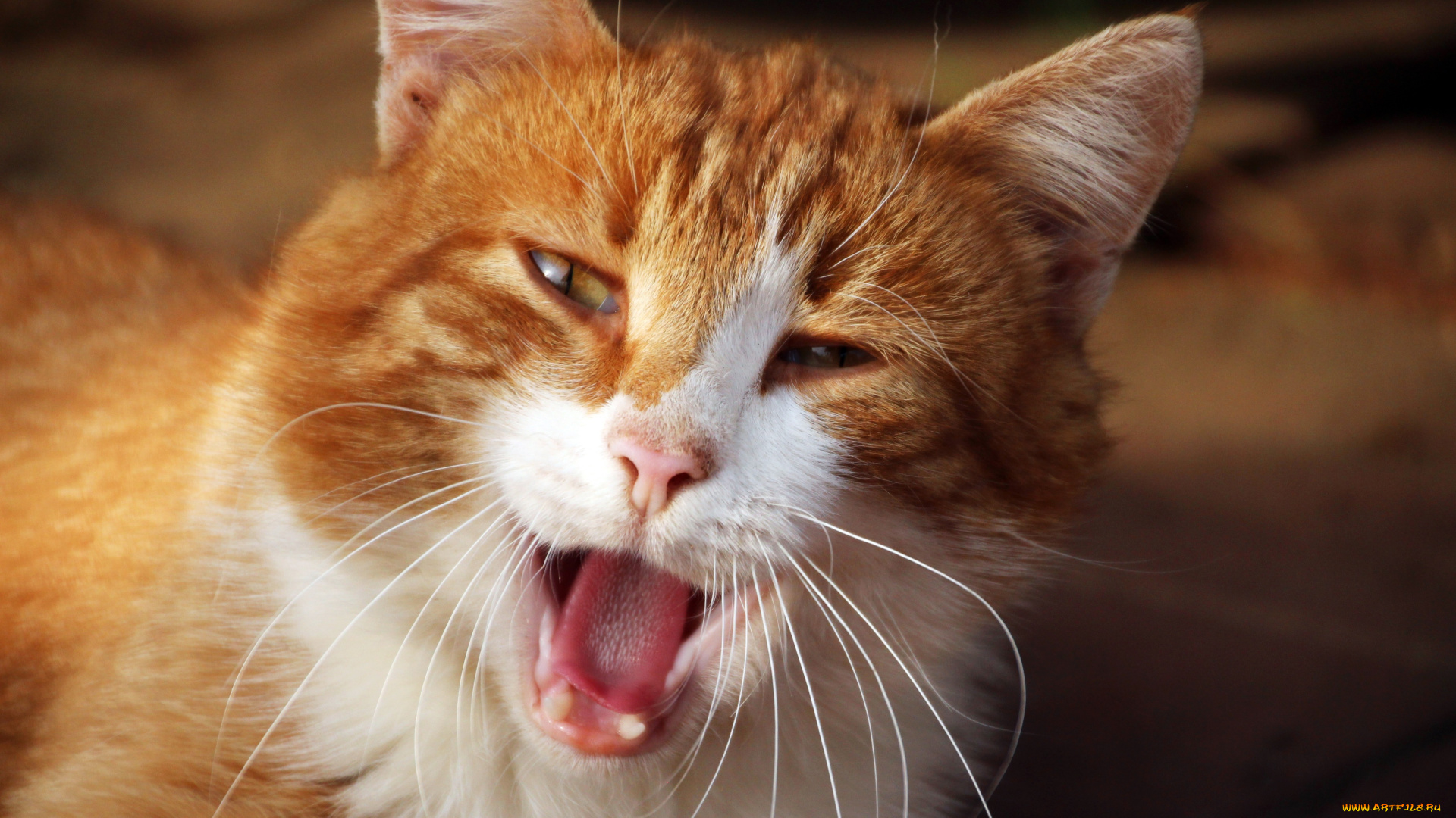 животные, коты, рыжий, кот, пасть, зевок