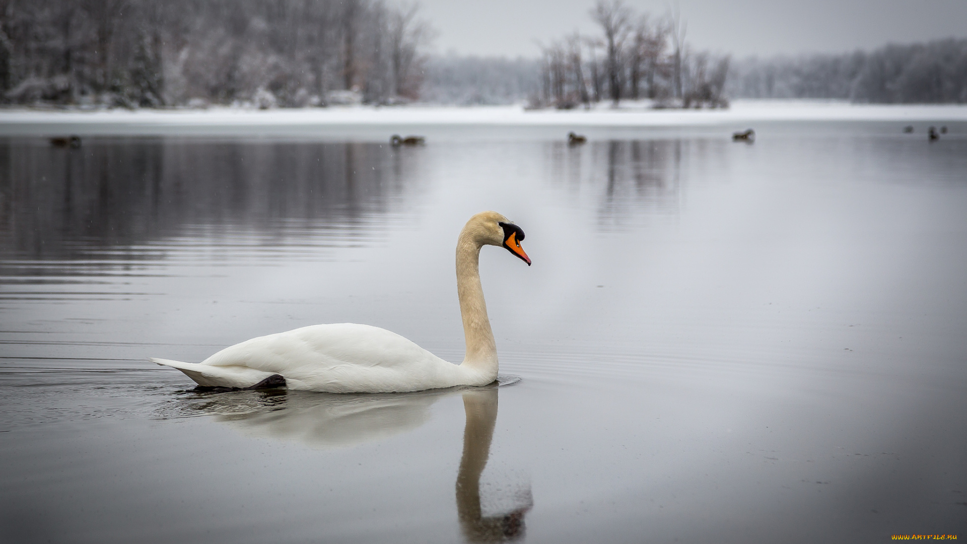животные, лебеди, лебедь