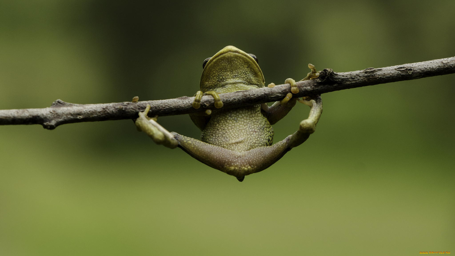 животные, лягушки, зеленый, фон, макро, ветка, лапки, висит, лягушка