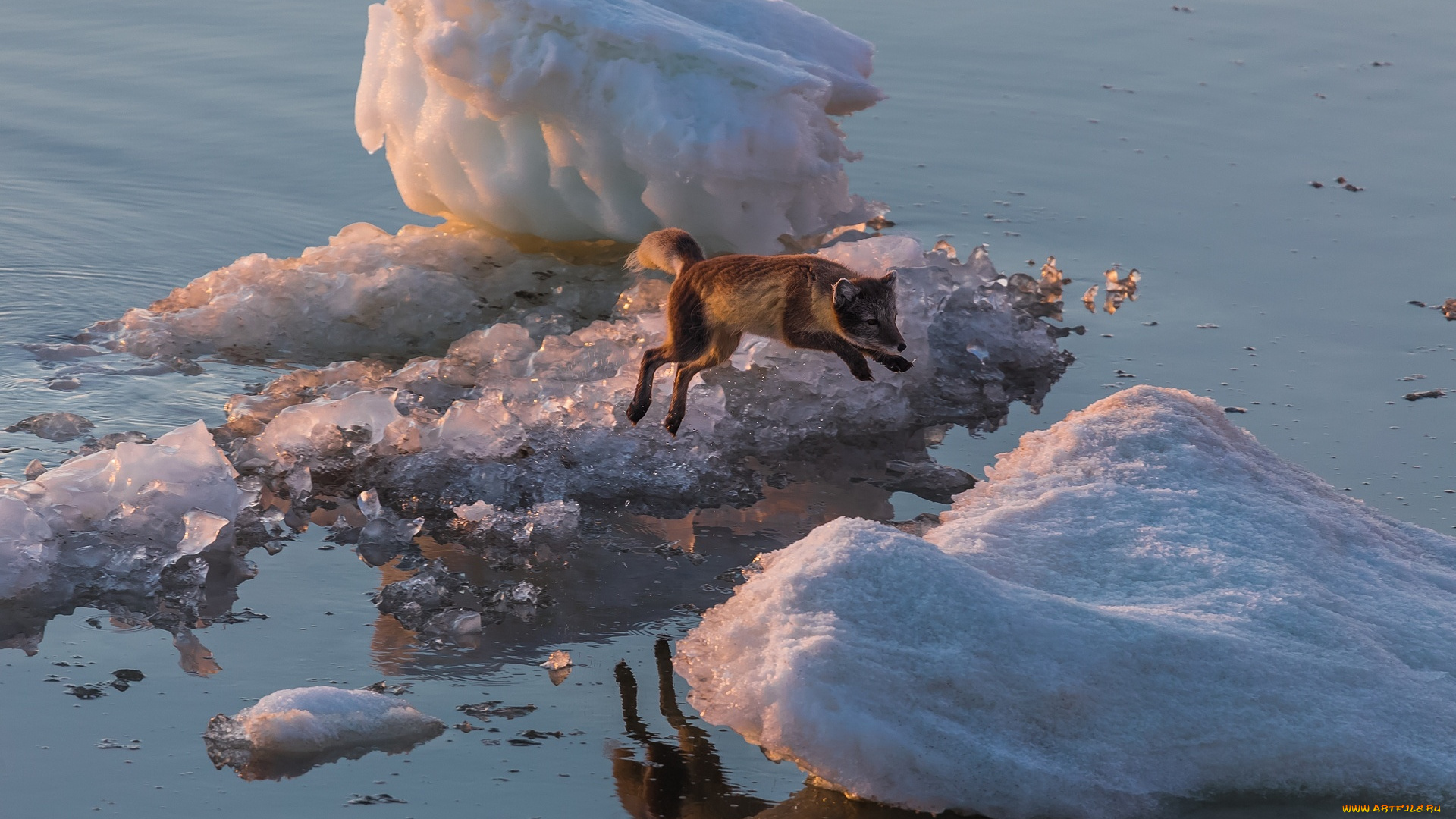 животные, песцы, прыжок, песец, льдина, арктика