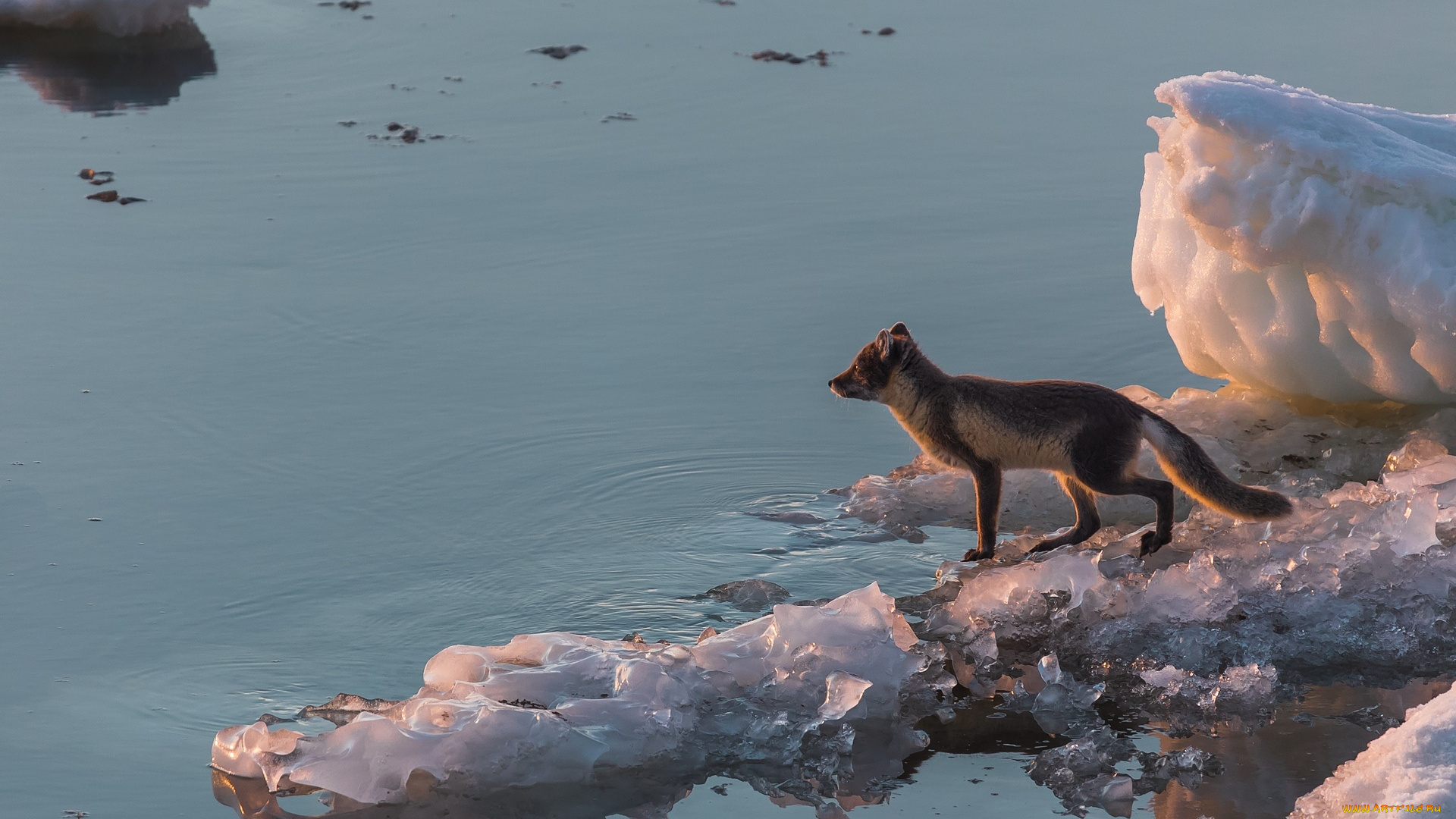 животные, песцы, вода, море, песец, арктика, лёд
