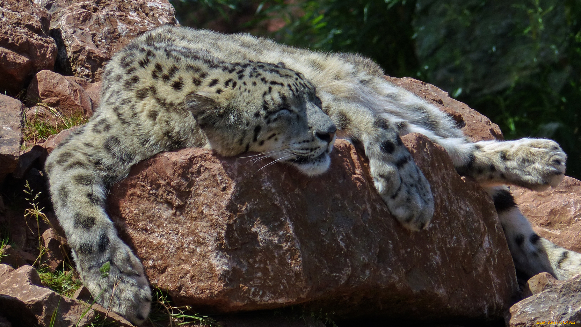 животные, снежный, барс, , ирбис