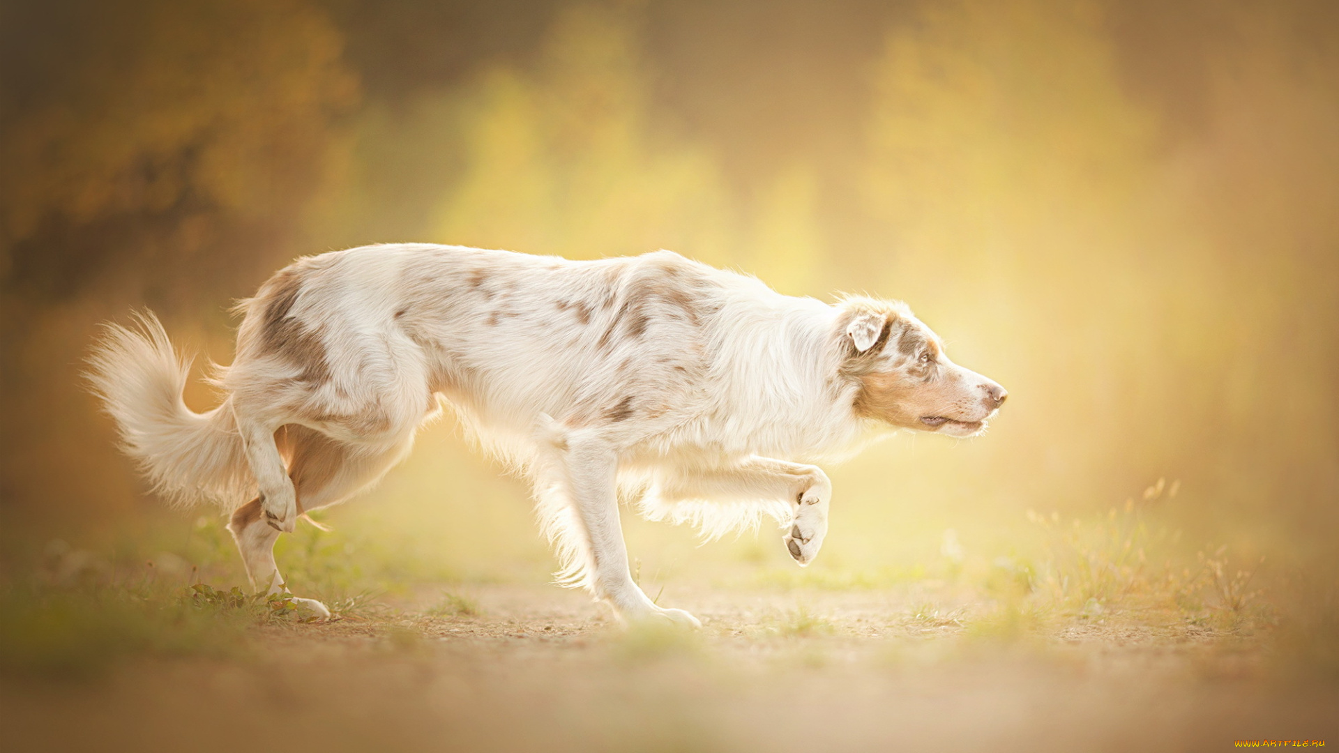 животные, собаки, туман, собака, друг