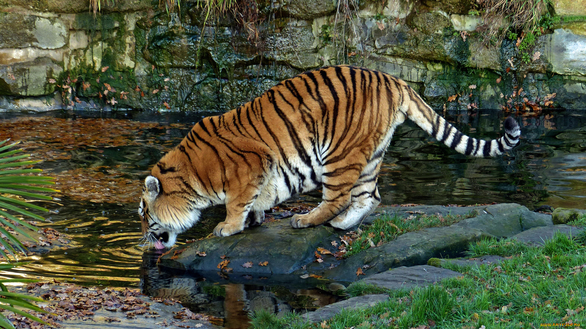 животные, тигры, тигр