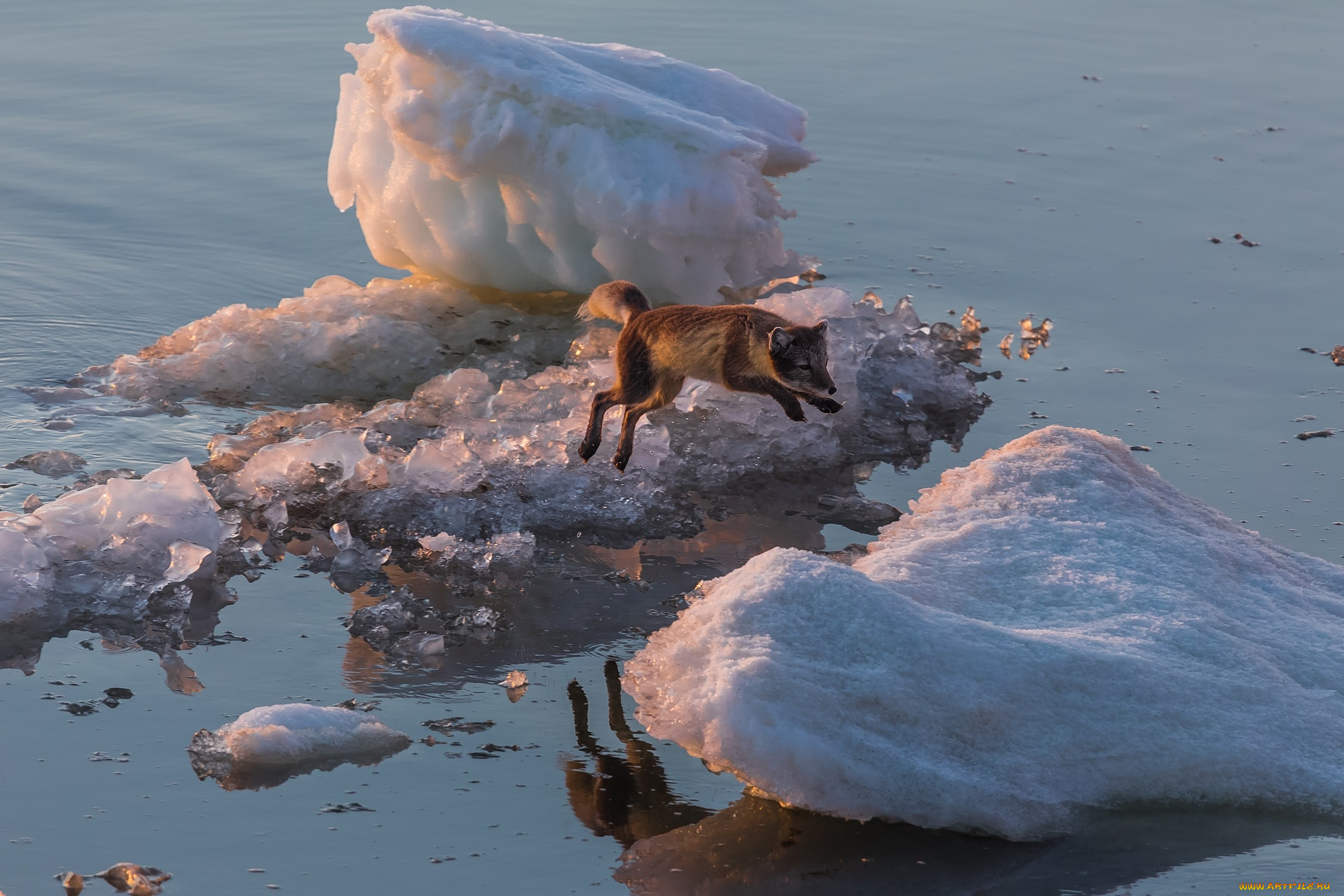 животные, песцы, прыжок, песец, льдина, арктика