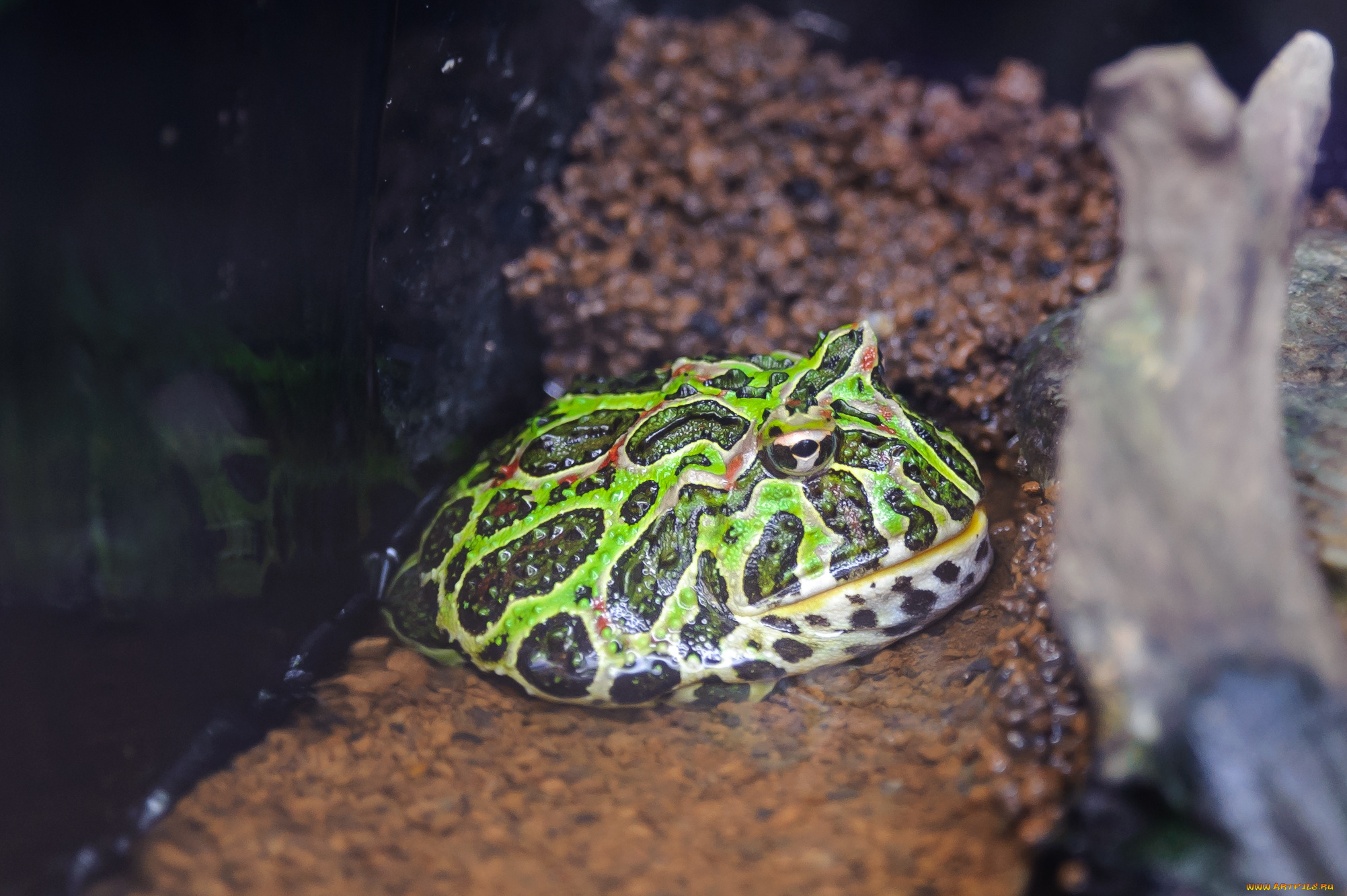 животные, лягушки, террариум, лягушка