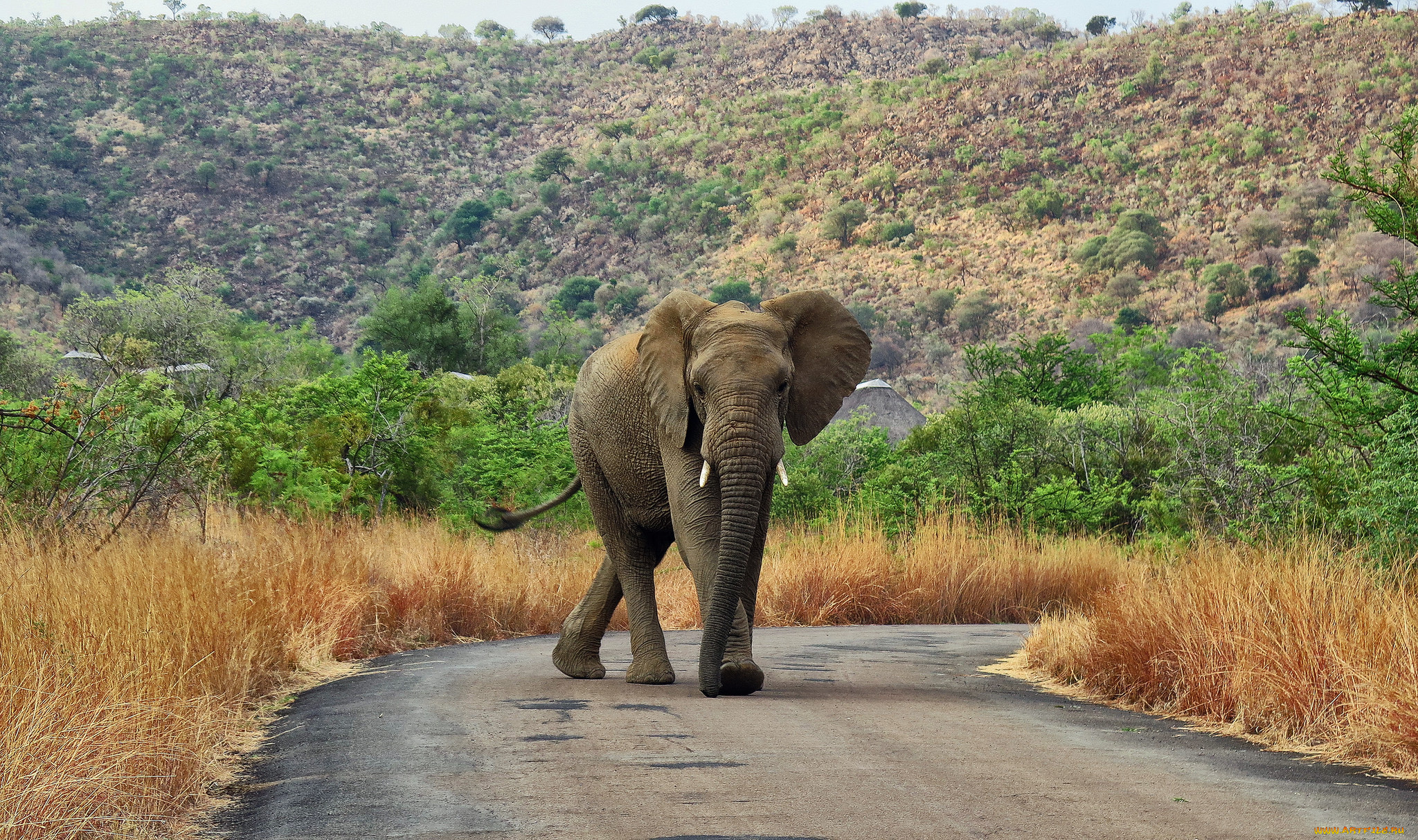 животные, слоны, слон