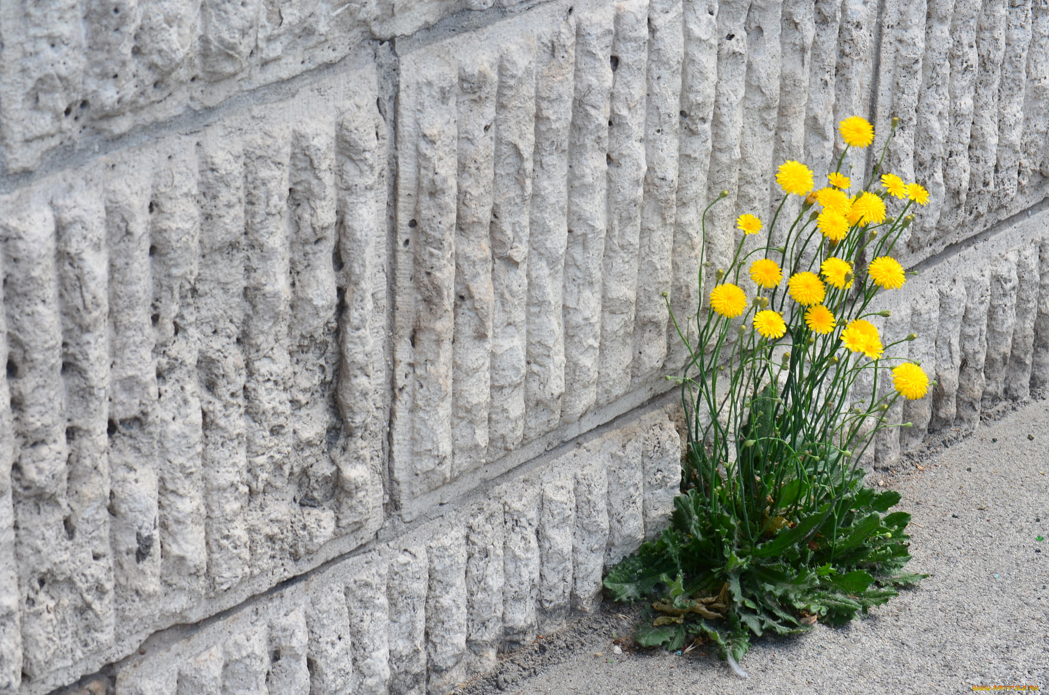 цветы, луговые, , полевые, , цветы, жёлтые, куст, стена