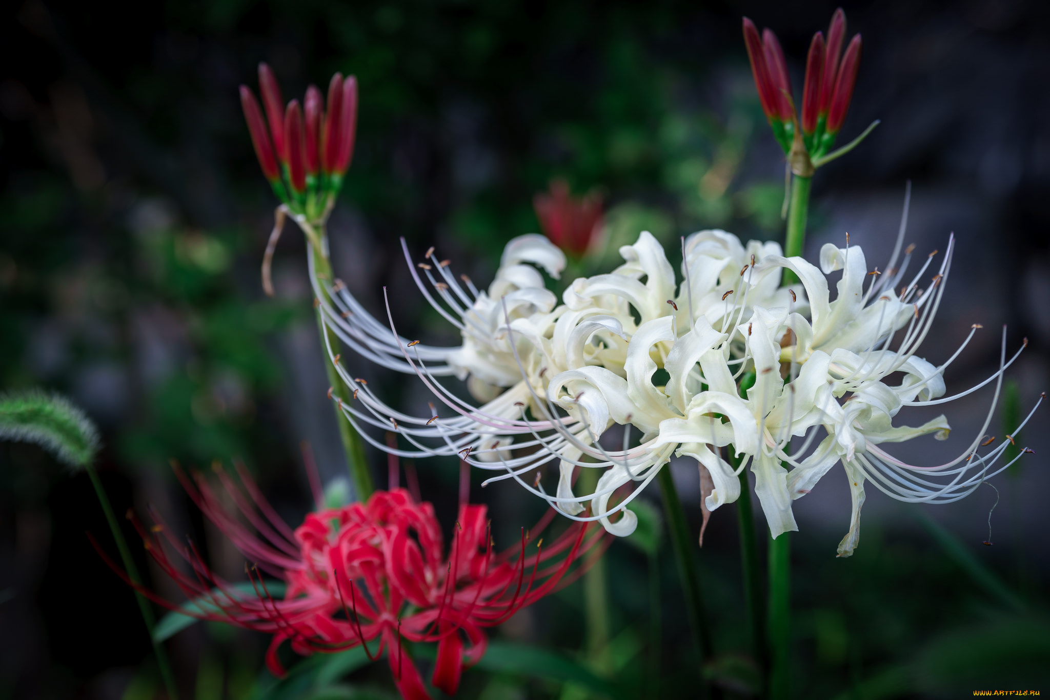 цветы, лилии, , лилейники, бутоны, лепестки, макро