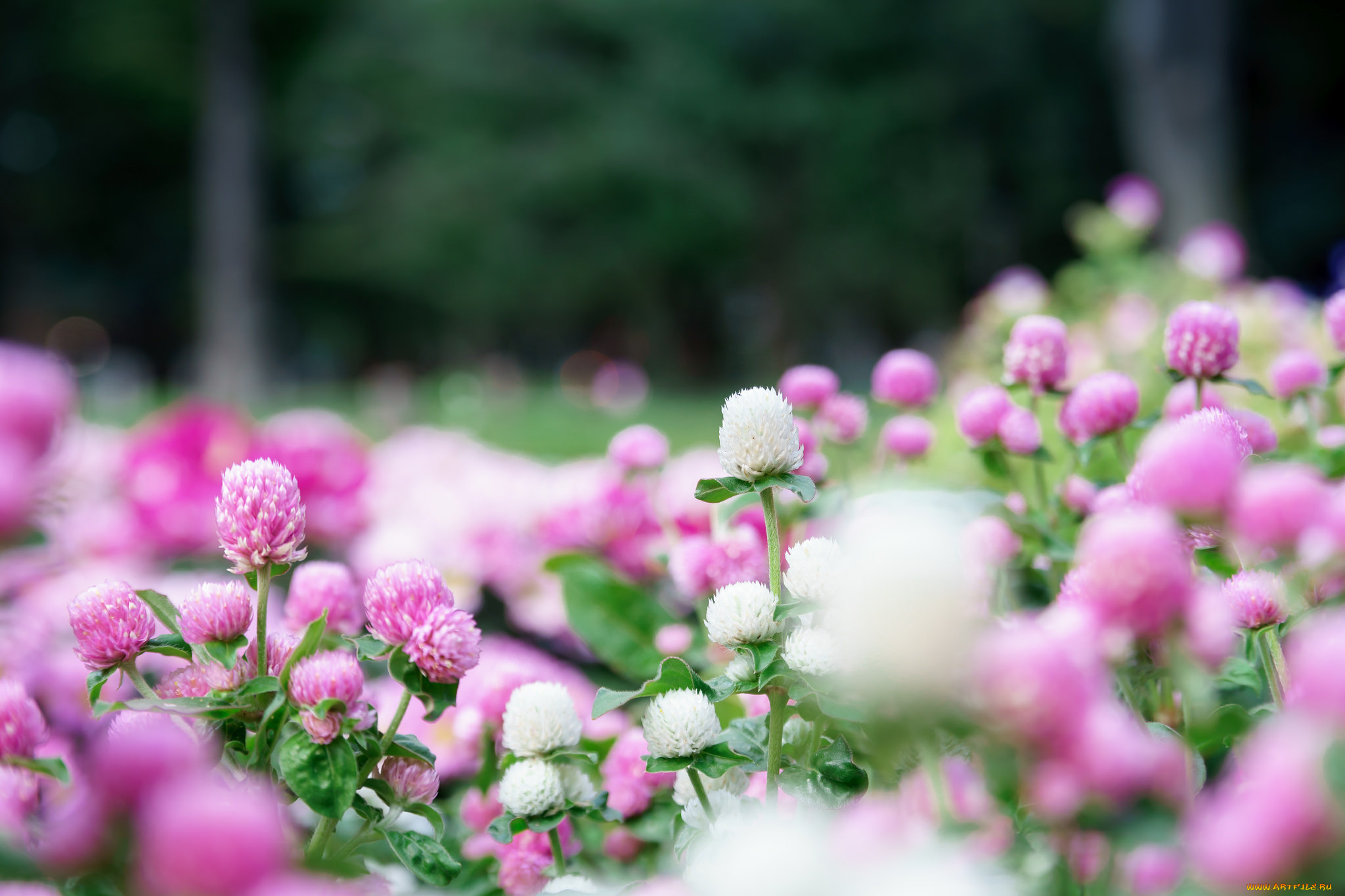 цветы, луговые, , полевые, , цветы, клевер