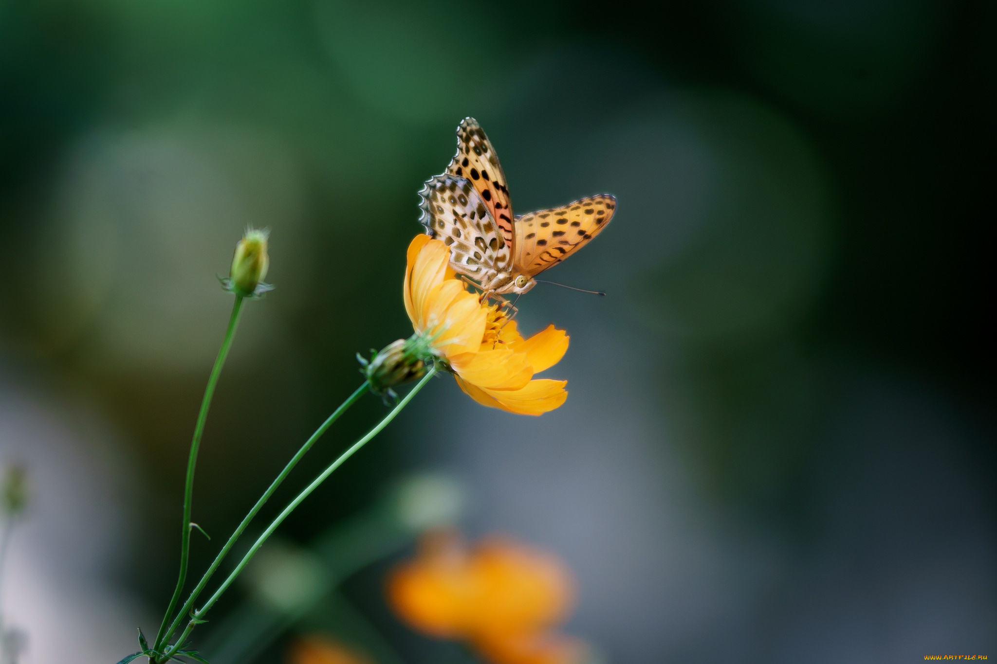 животные, бабочки, , мотыльки, , моли, фон, цветы, бабочка