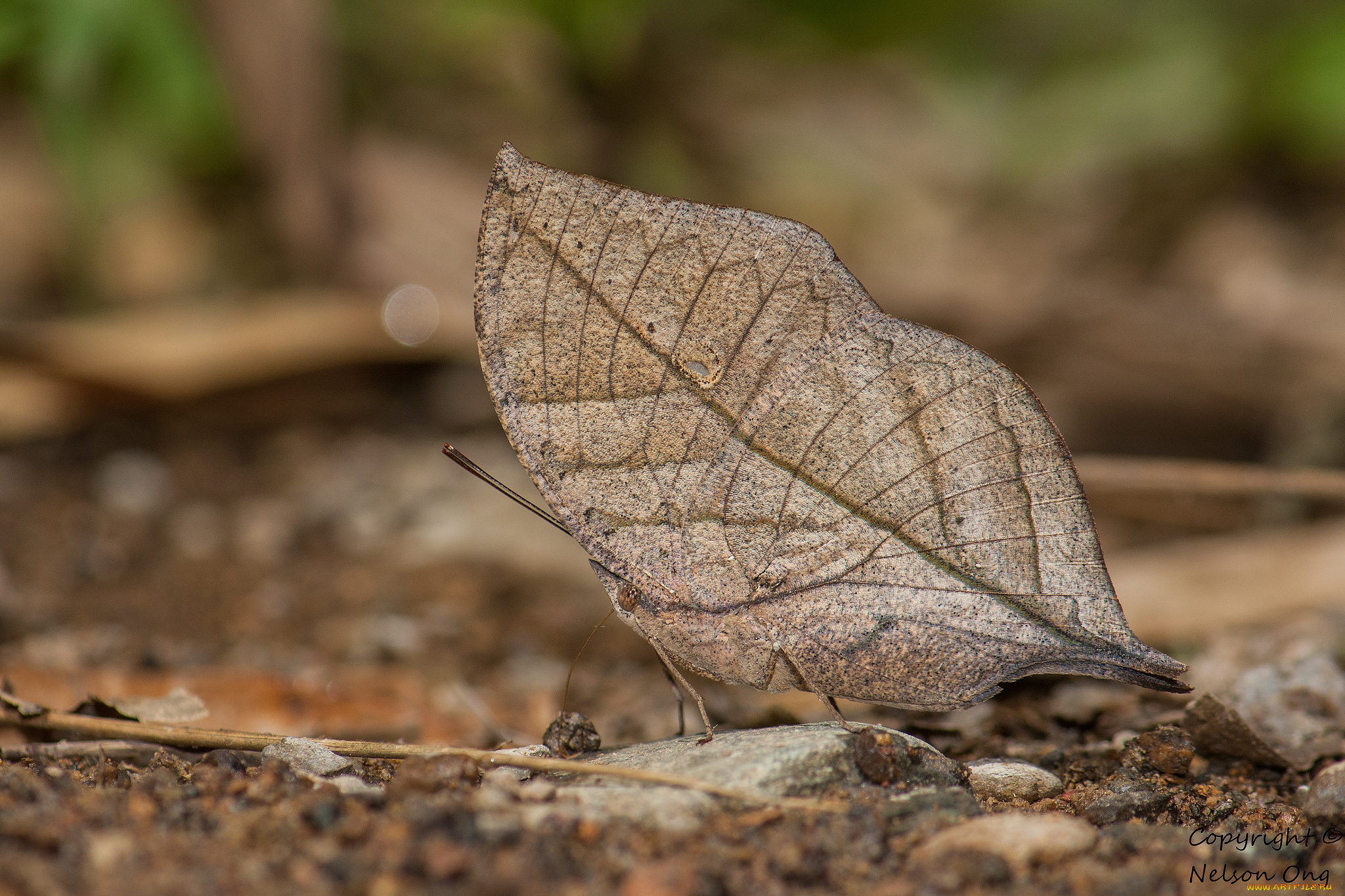 животные, бабочки, , мотыльки, , моли, усики, крылья, бабочка, макро, фон