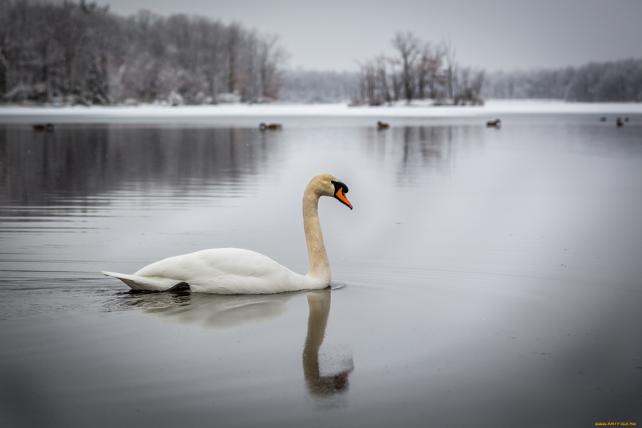 животные, лебеди, лебедь