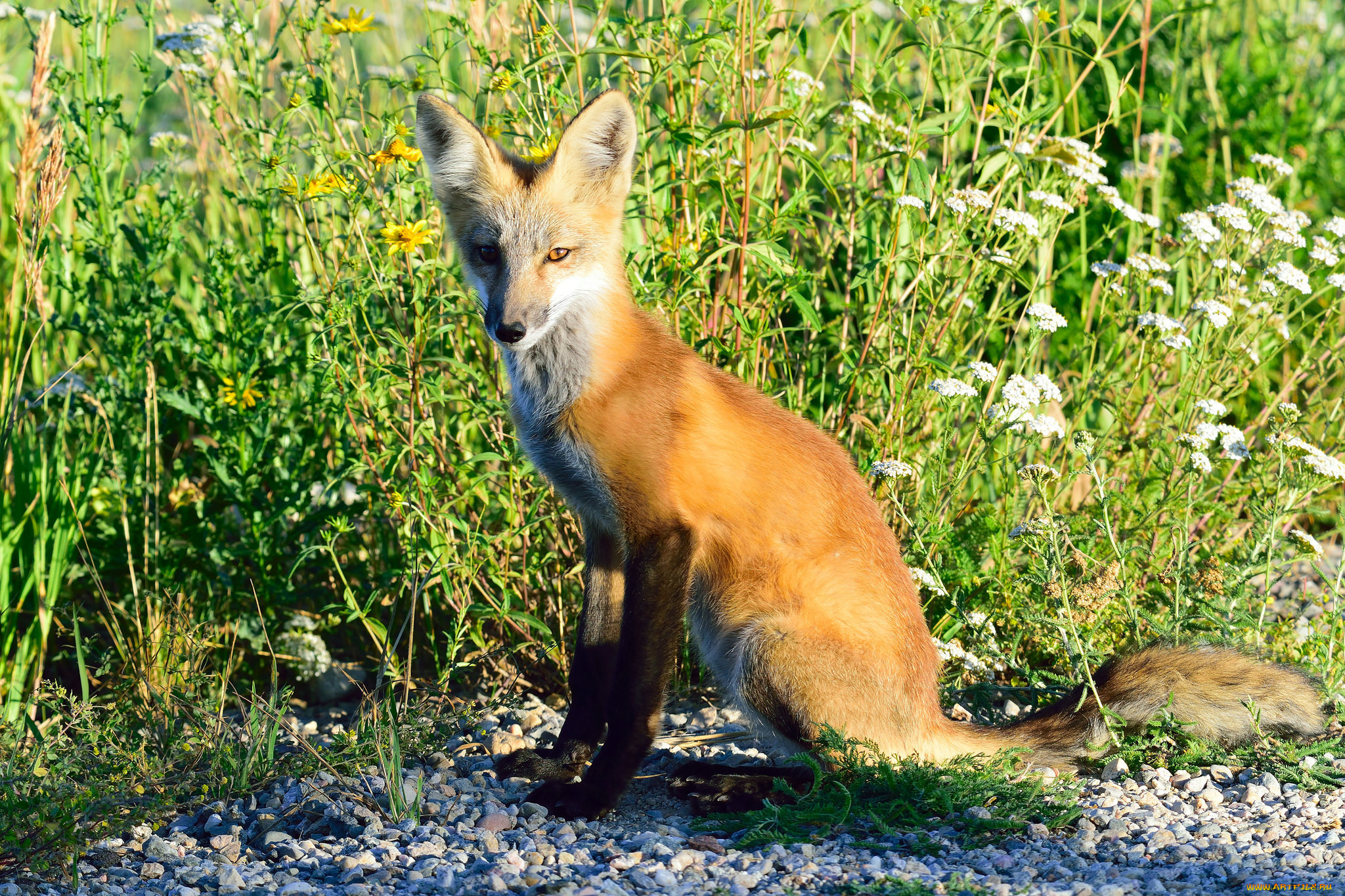 животные, лисы, лисичка