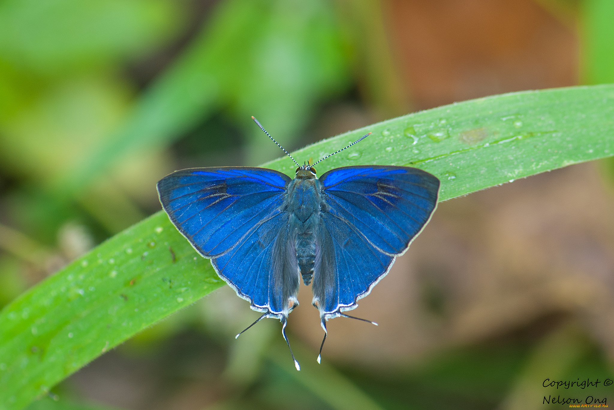 животные, бабочки, , мотыльки, , моли, усики, крылья, бабочка, макро, фон