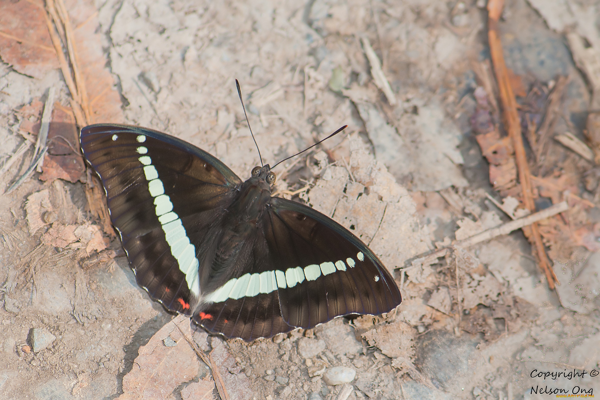 животные, бабочки, , мотыльки, , моли, усики, крылья, бабочка, макро, фон