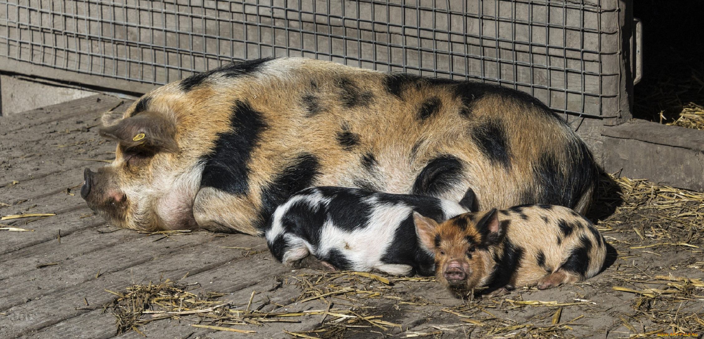 животные, свиньи, , кабаны, свинья, поросята, пятнистые