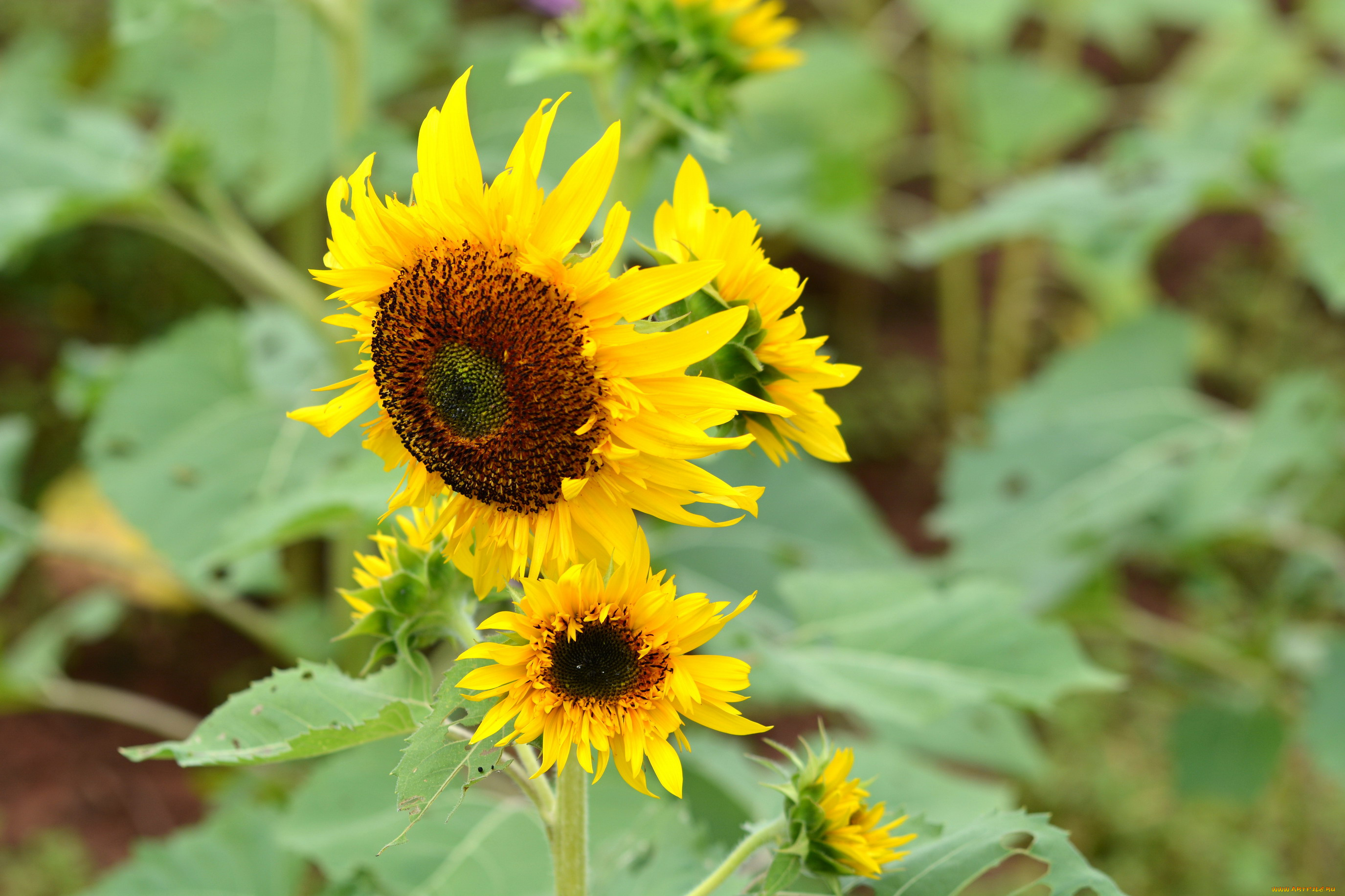 цветы, подсолнухи, подсолнух