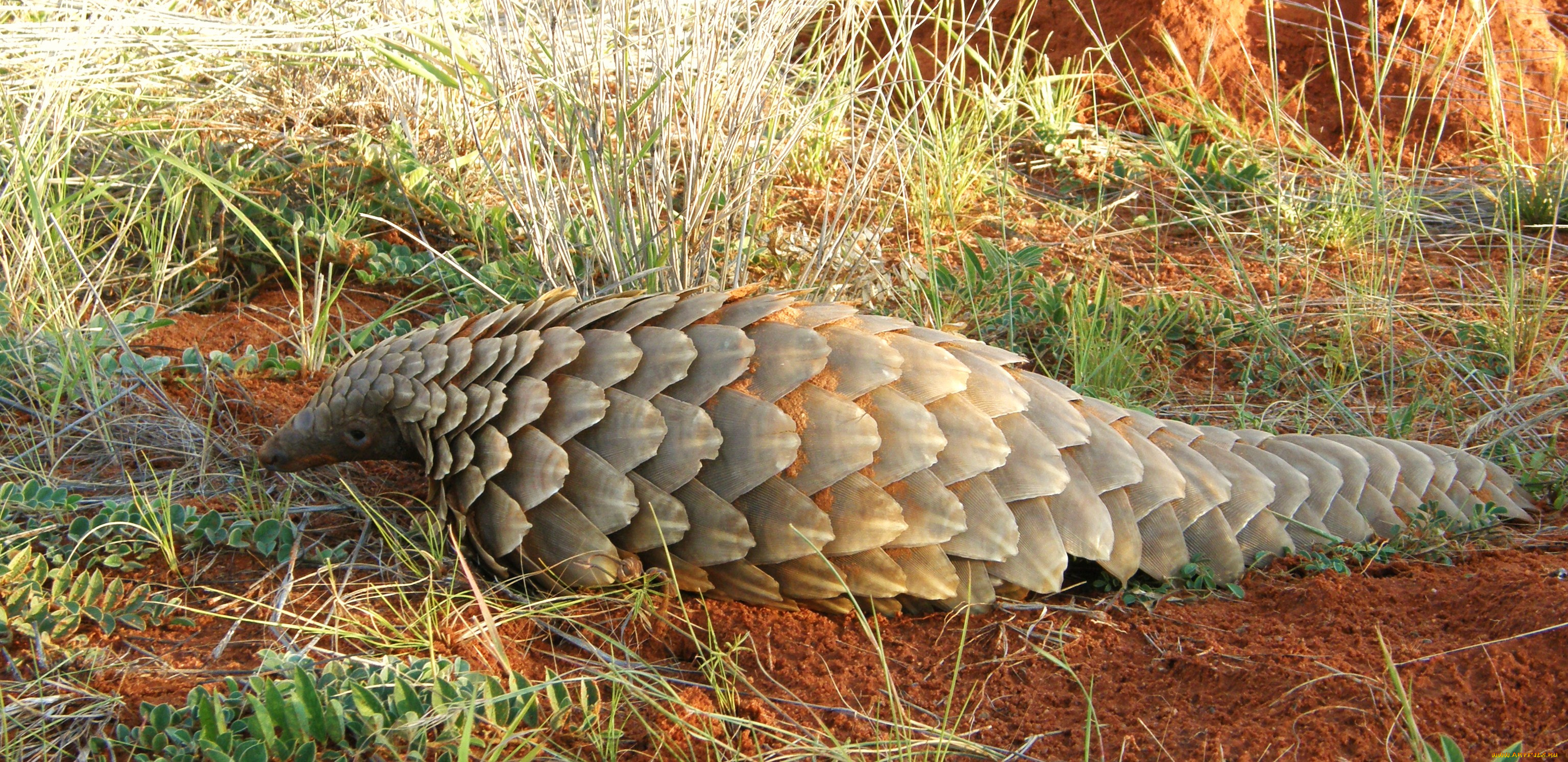 панголин, животные, броненосцы, , панголины, млекопитающее, ящер, плацентарные