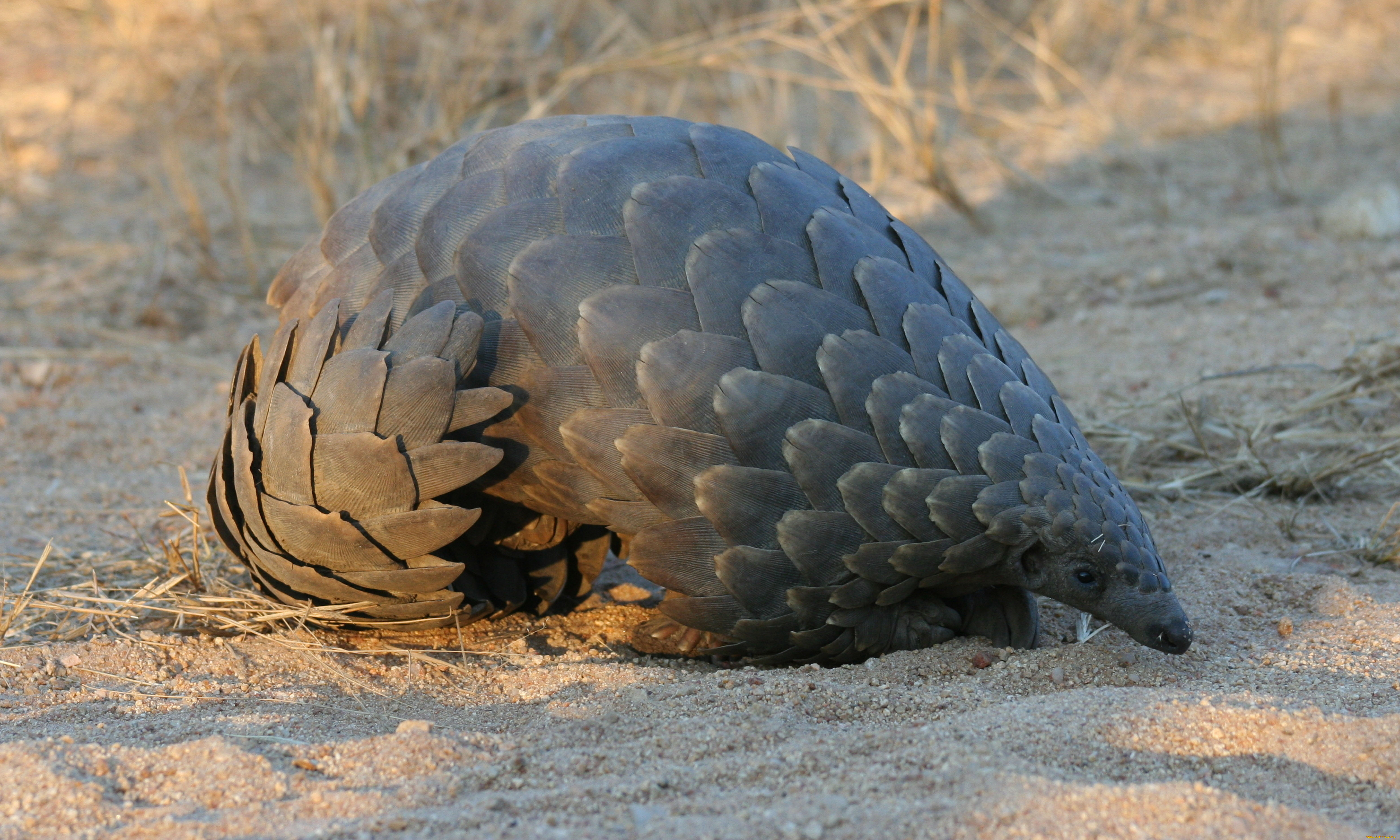 панголин, животные, Ящерицы, , игуаны, , вараны, млекопитающее, плацентарные, ящер
