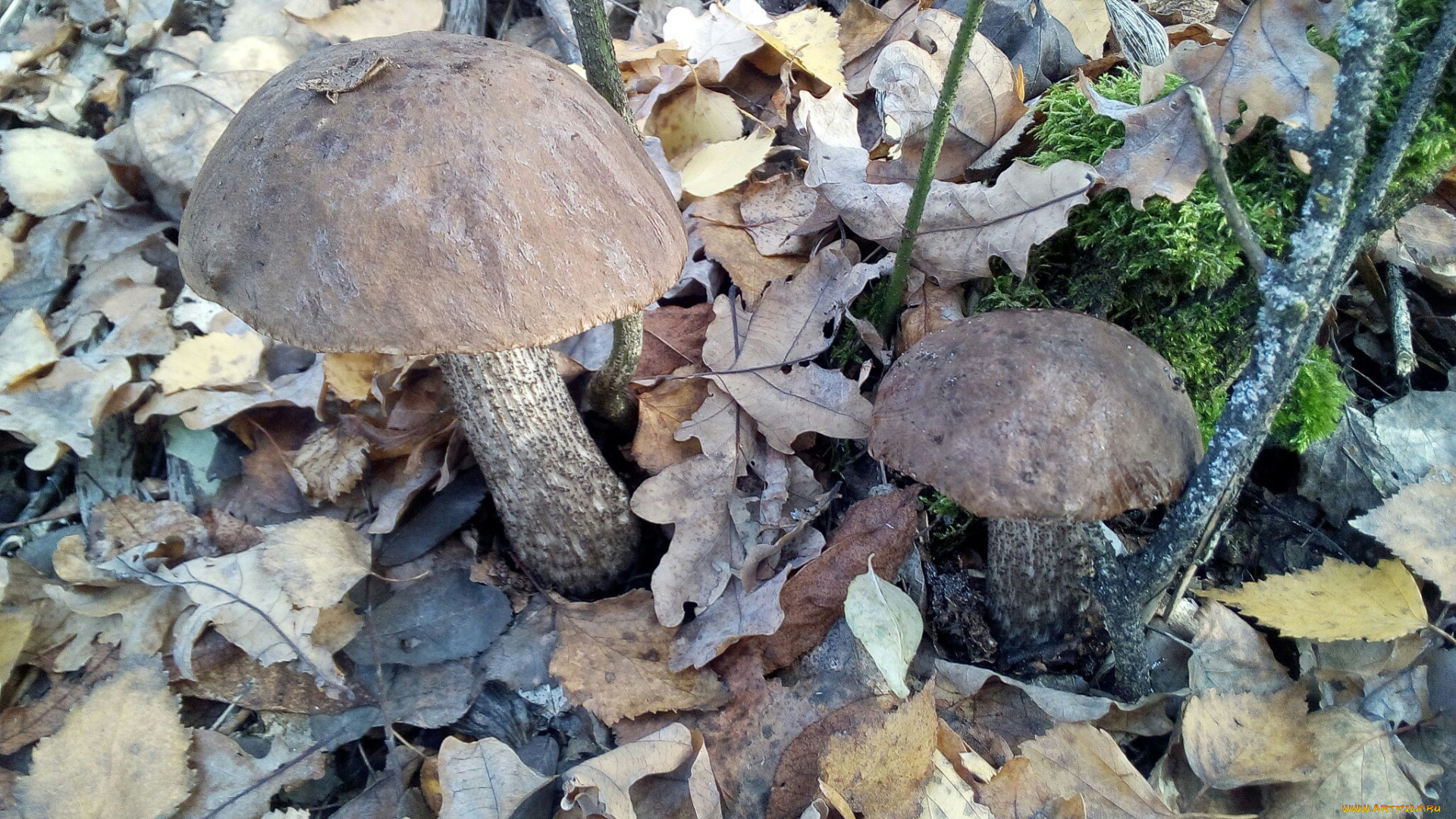 подберезовики, природа, грибы, побдерезовики, подберезовик, съедобные