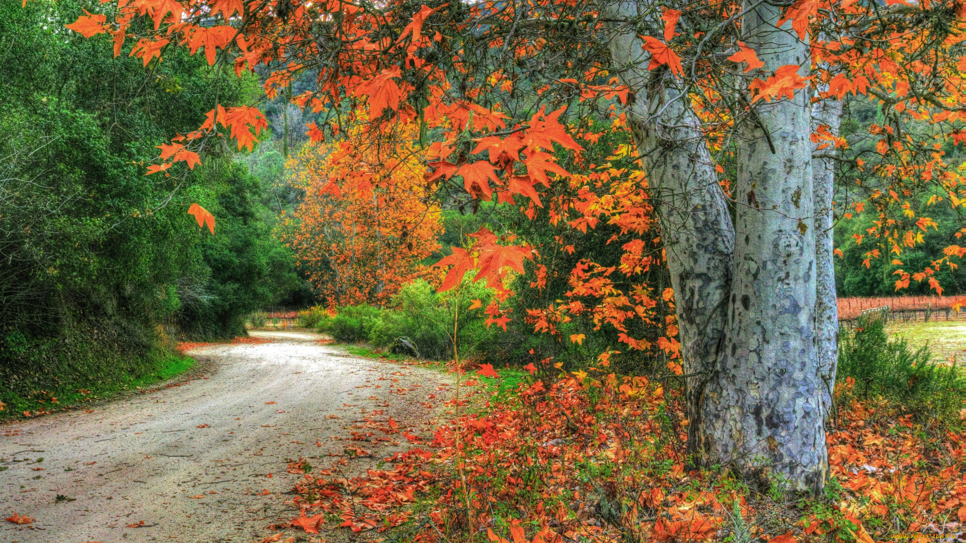 природа, дороги, листья, лес, осень, ветки, деревья, дорога, сша