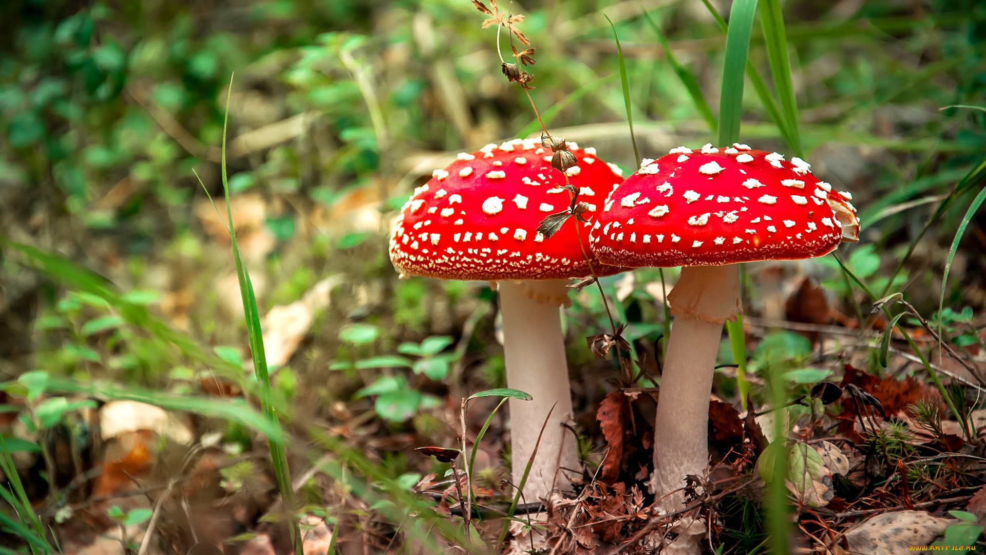 природа, грибы, , мухомор, трава, мухоморы