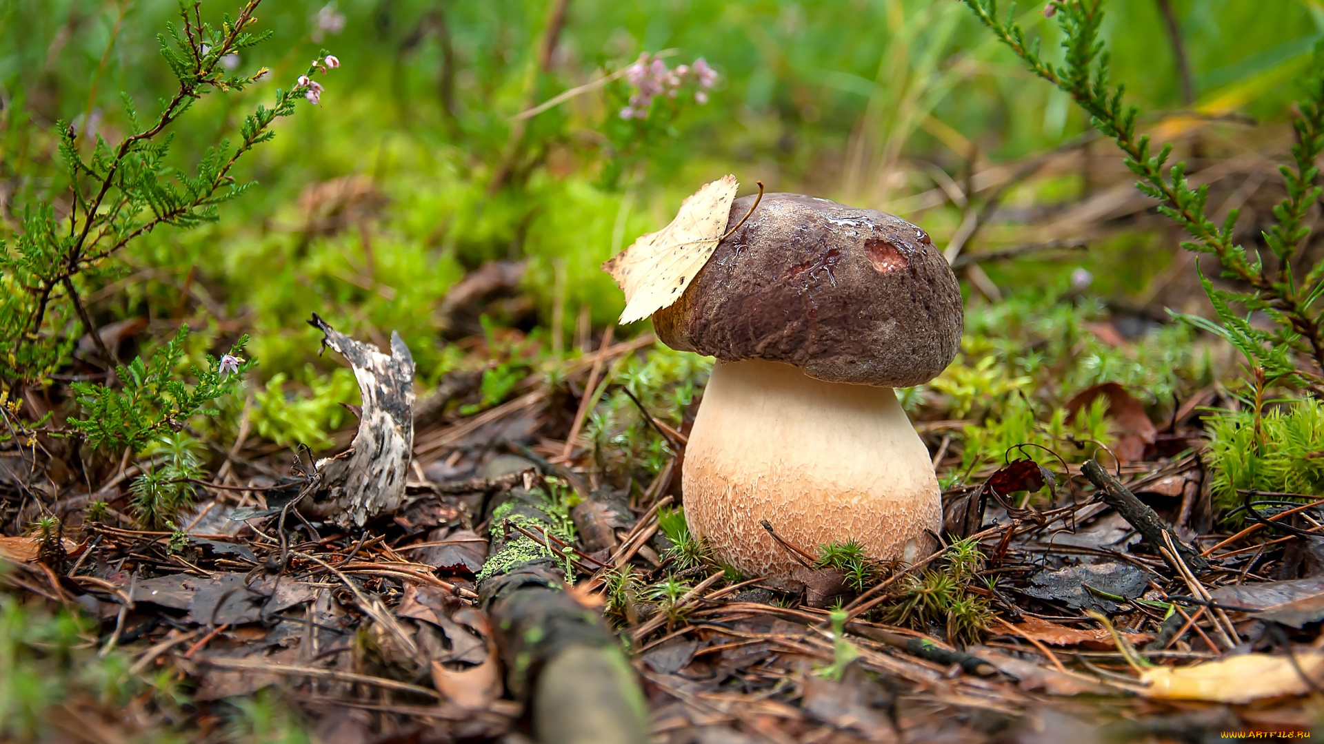 природа, грибы, боровик, мох, гриб