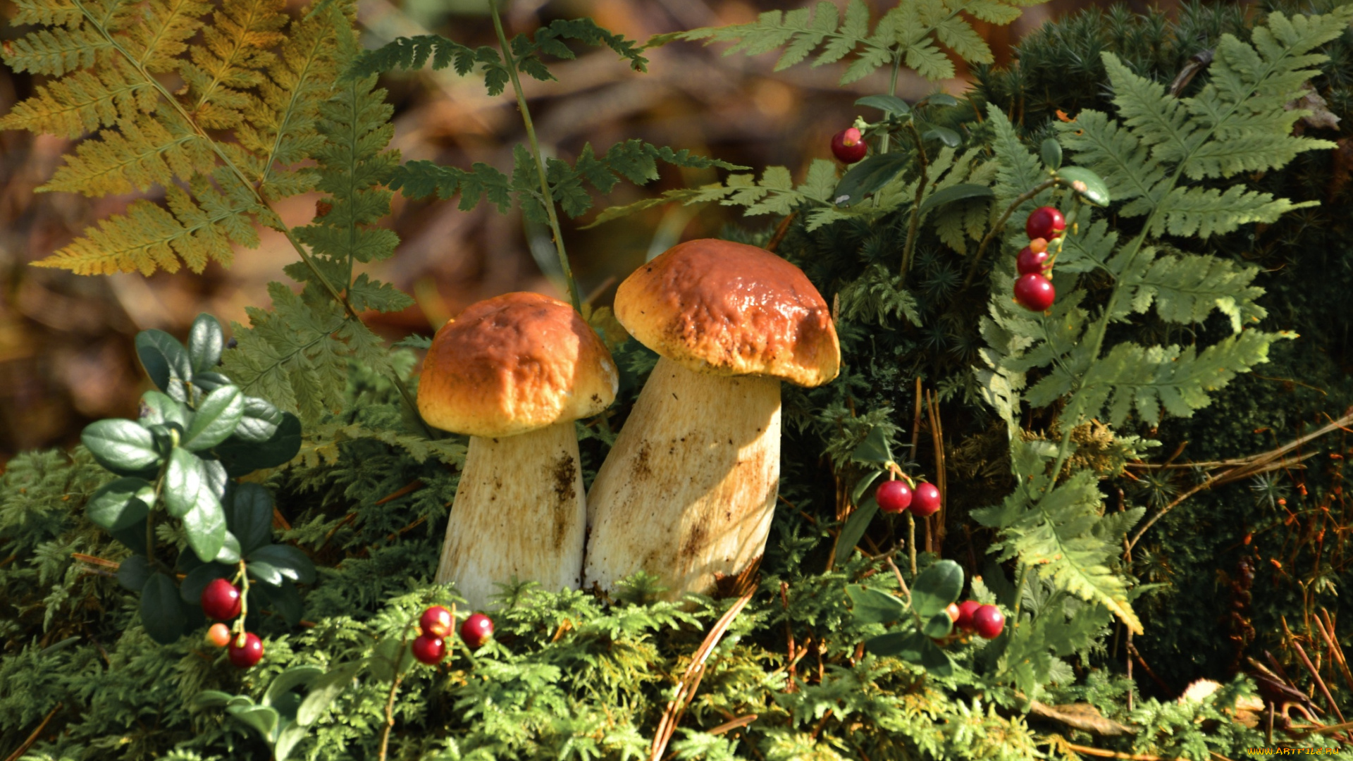 природа, грибы, папоротник, боровики, брусника